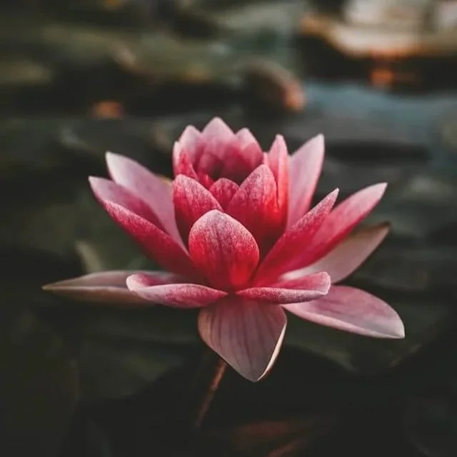 Onepager für Coaches, Yogalehrer, Berater und Heiler