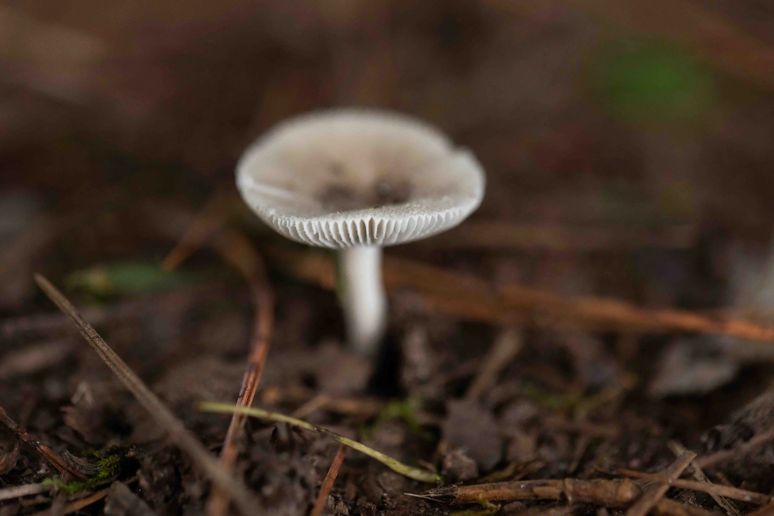Eastern American Floury Amanita