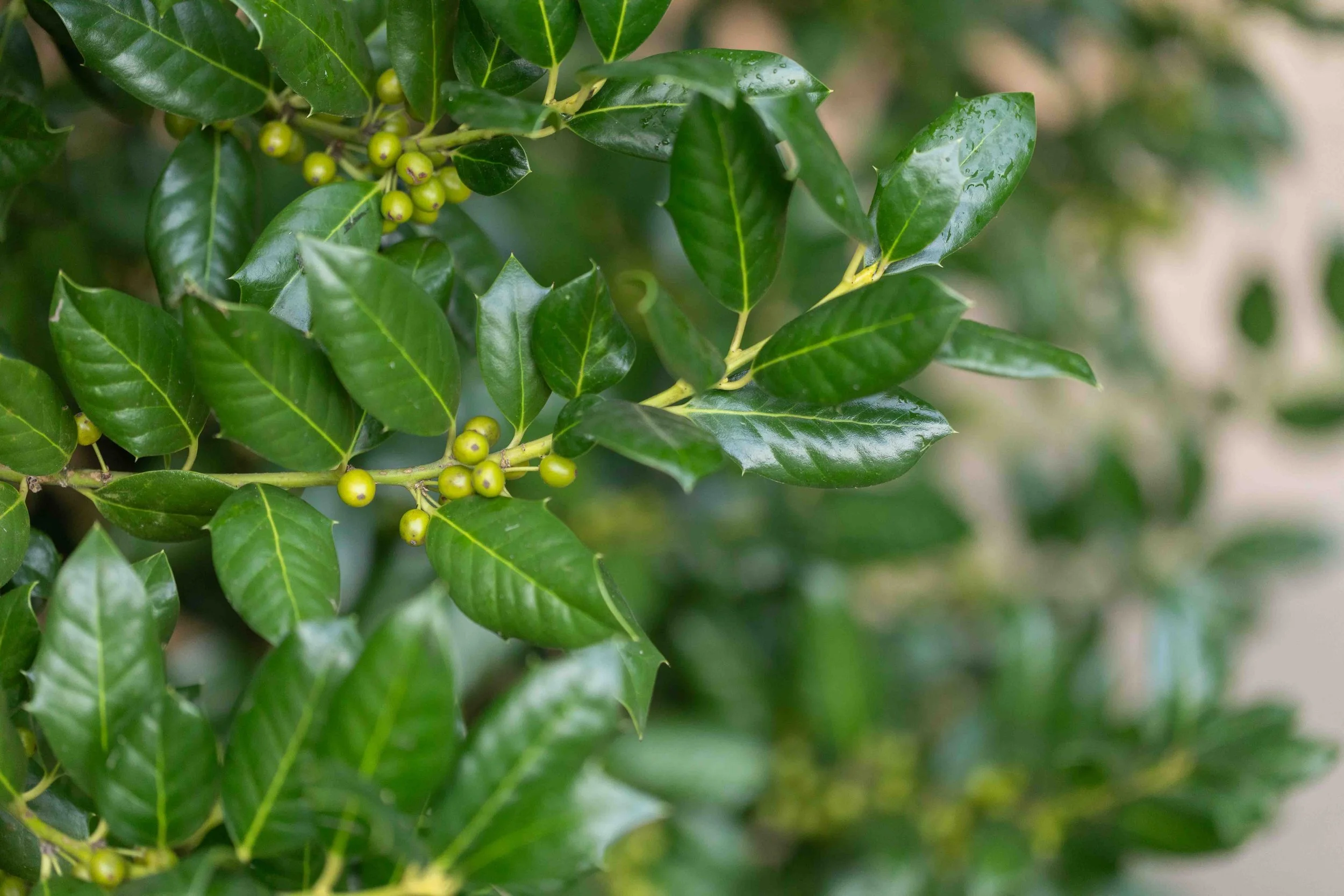 Chinese Holly