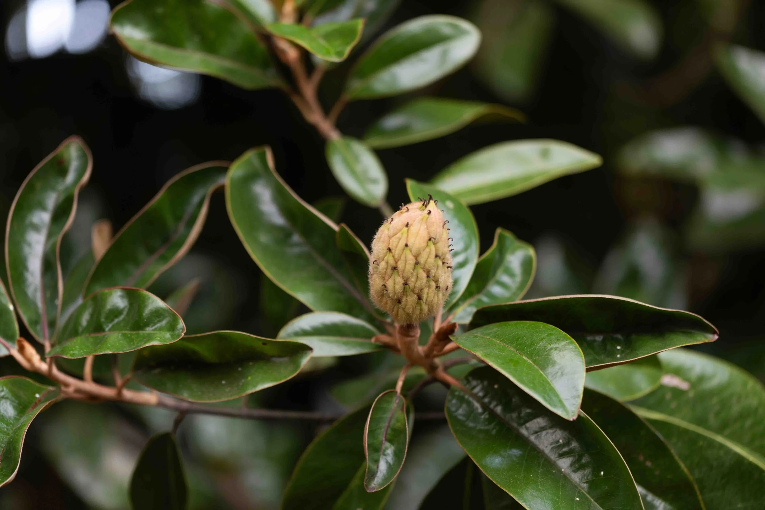 Southern Magnolia