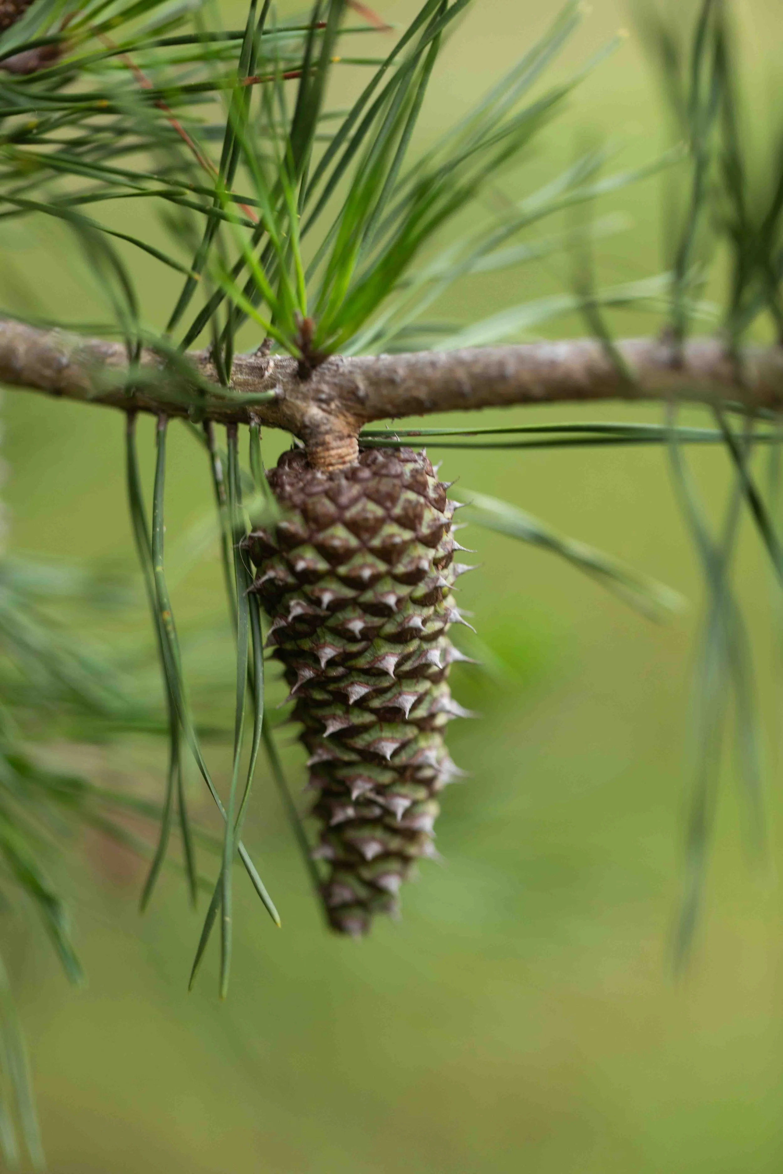 Virginia Pine