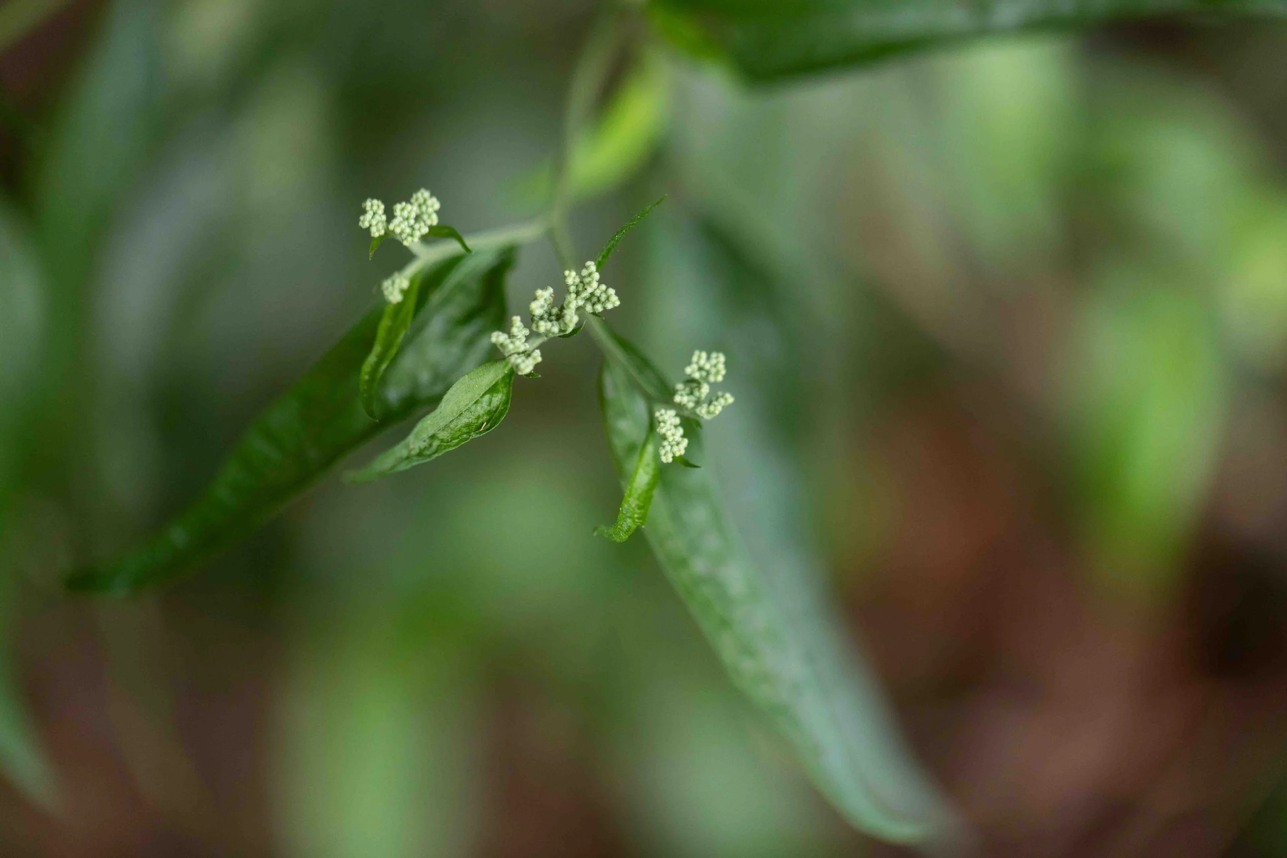 Late Boneset