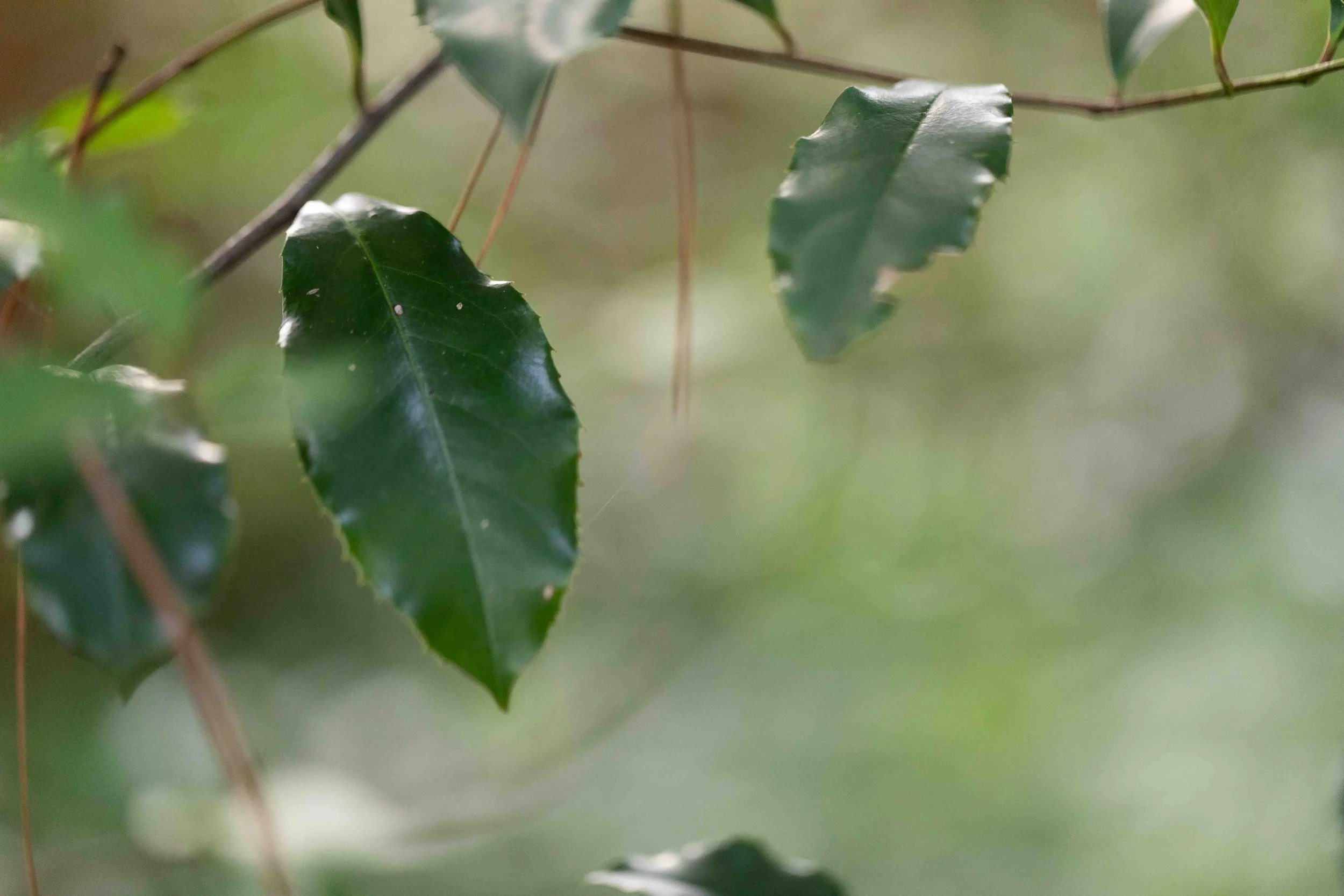 Carolina Cherry Laurel