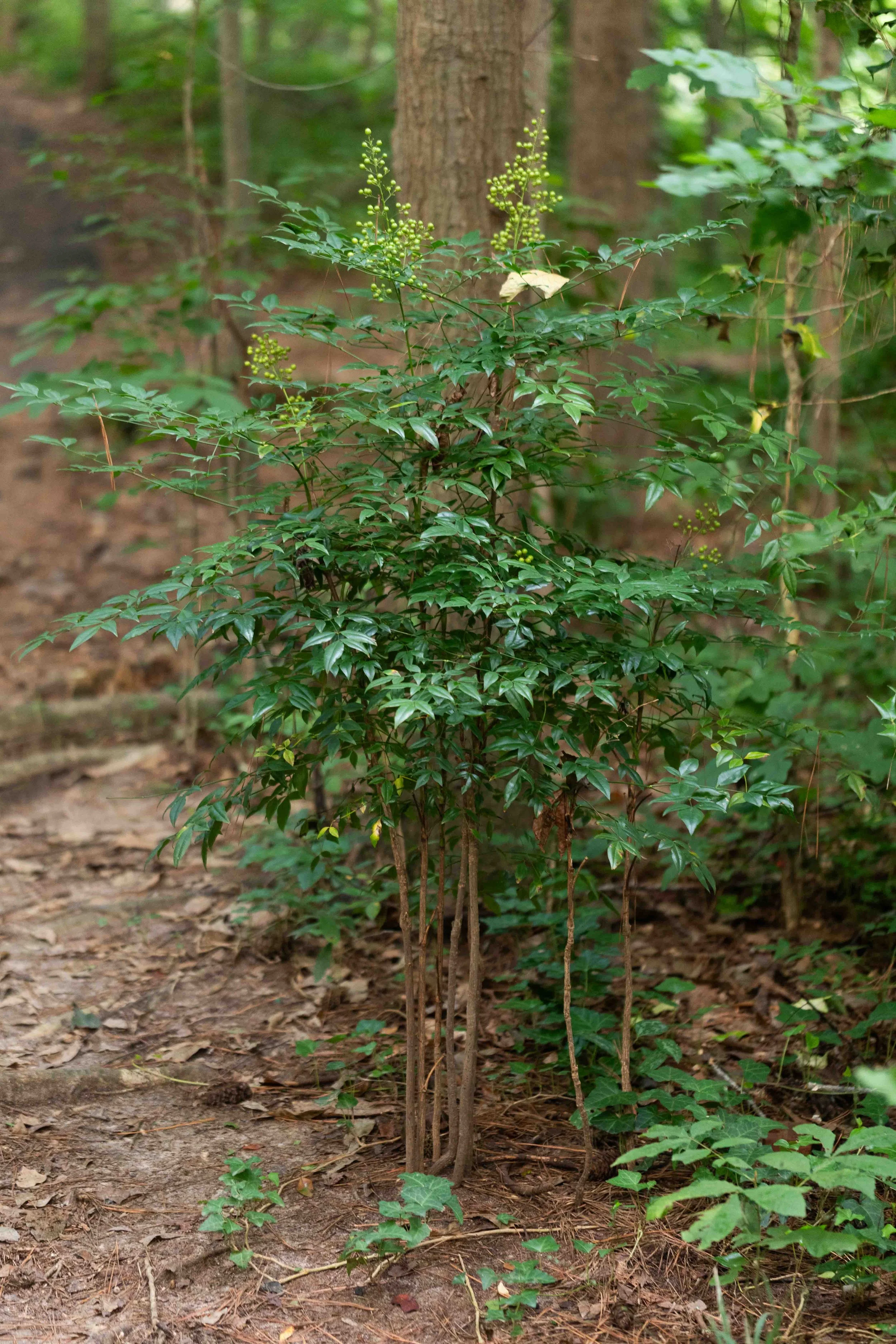 Heavenly Bamboo