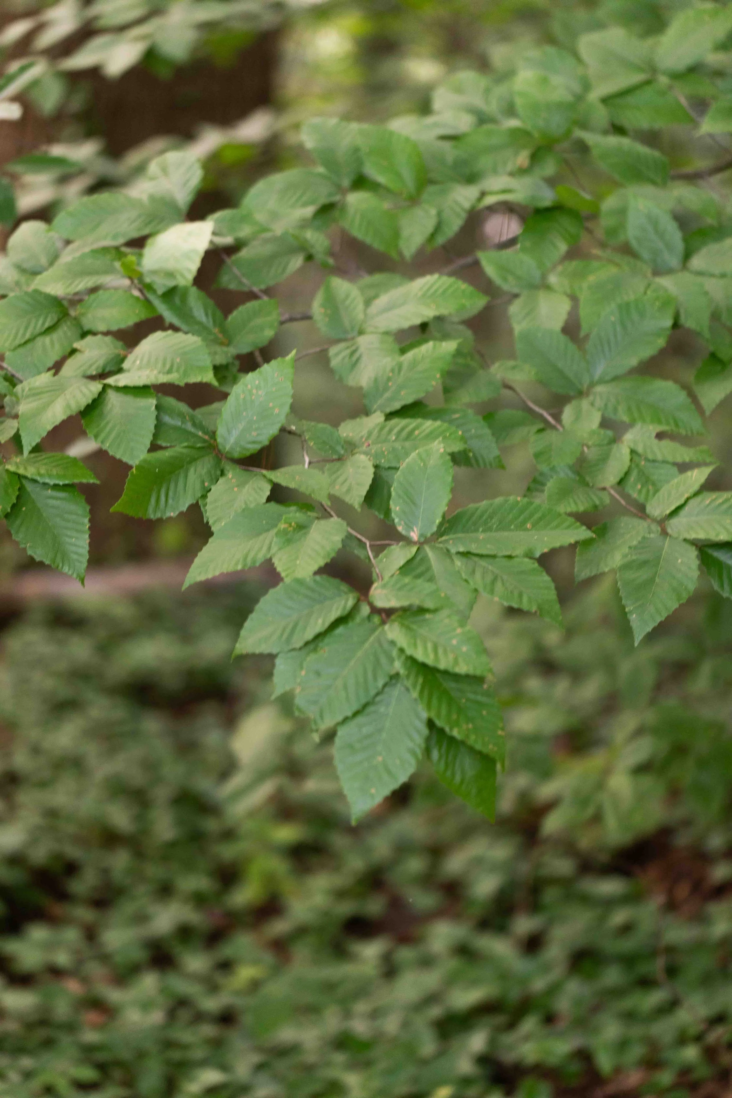 American Beech