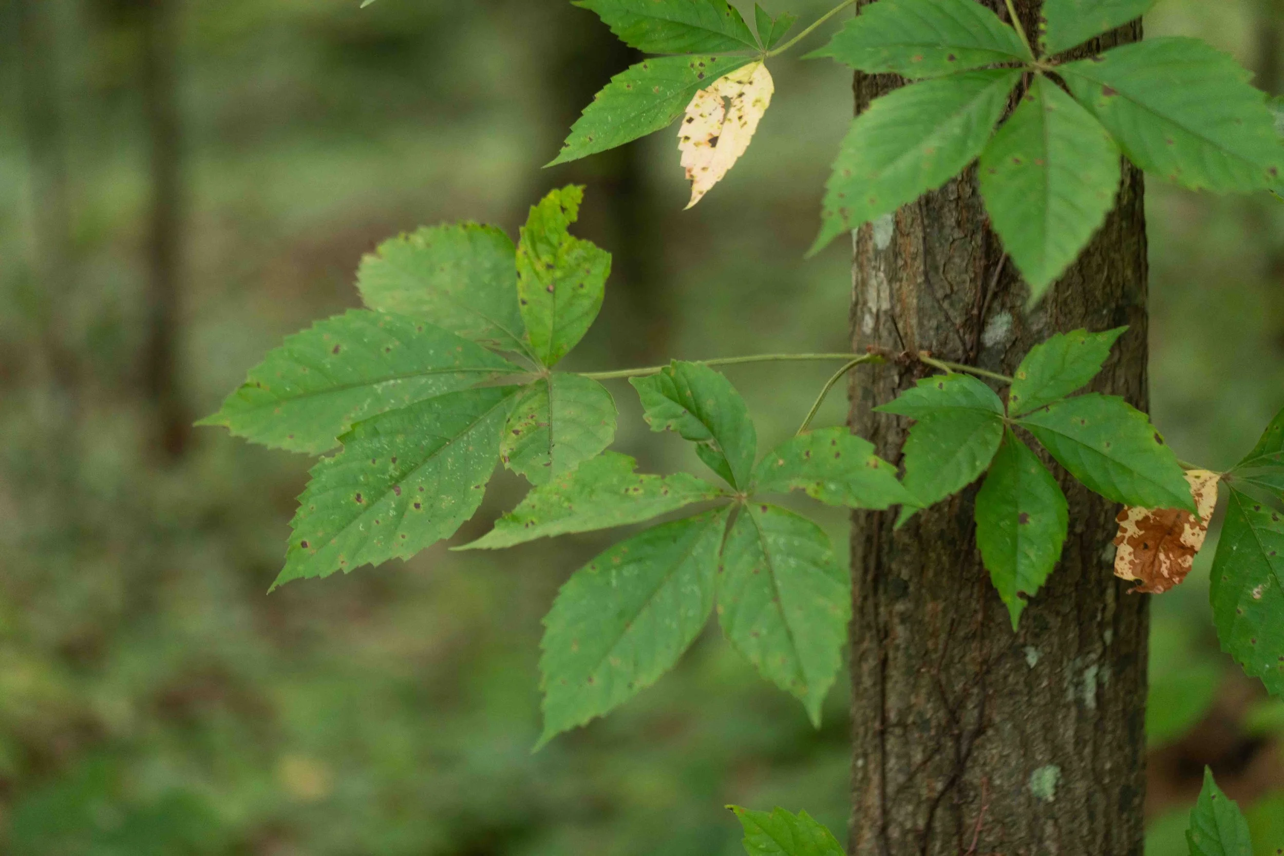Virginia Creeper