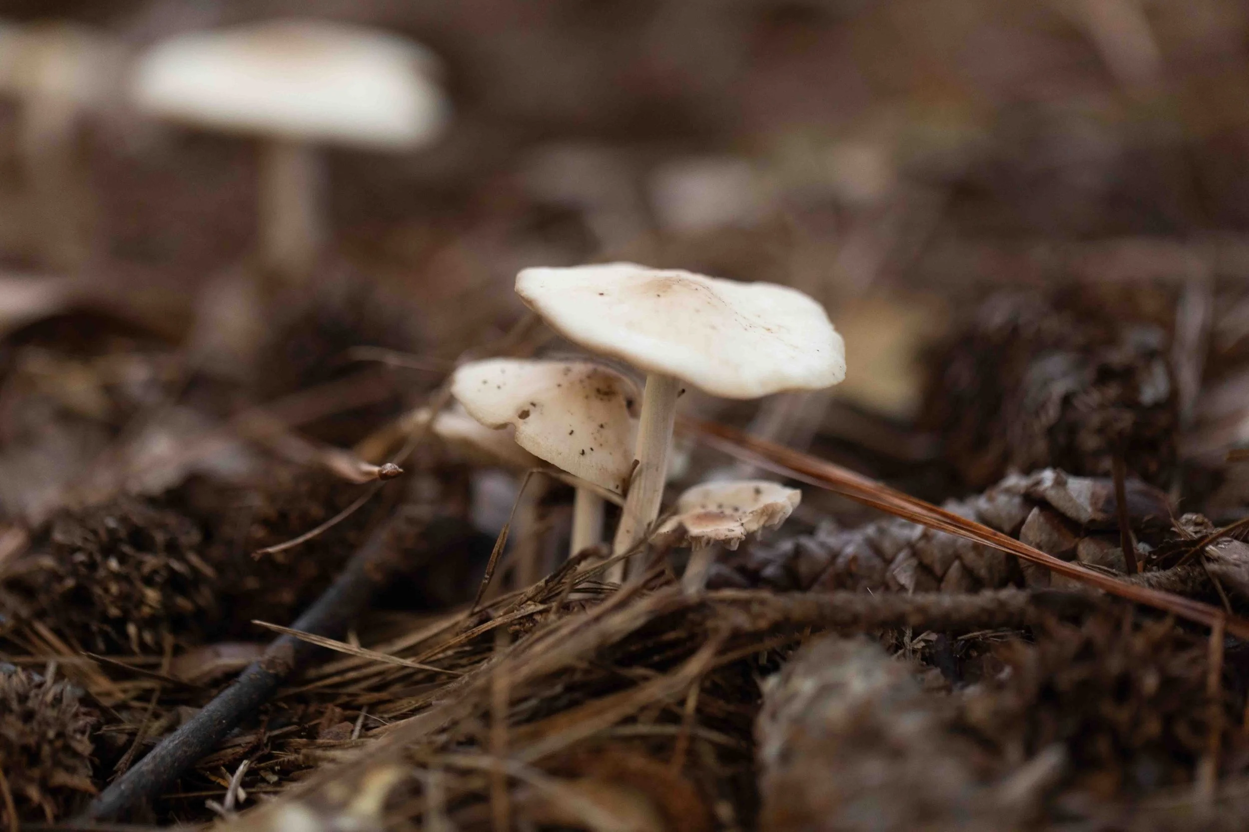 Unknown Fungi