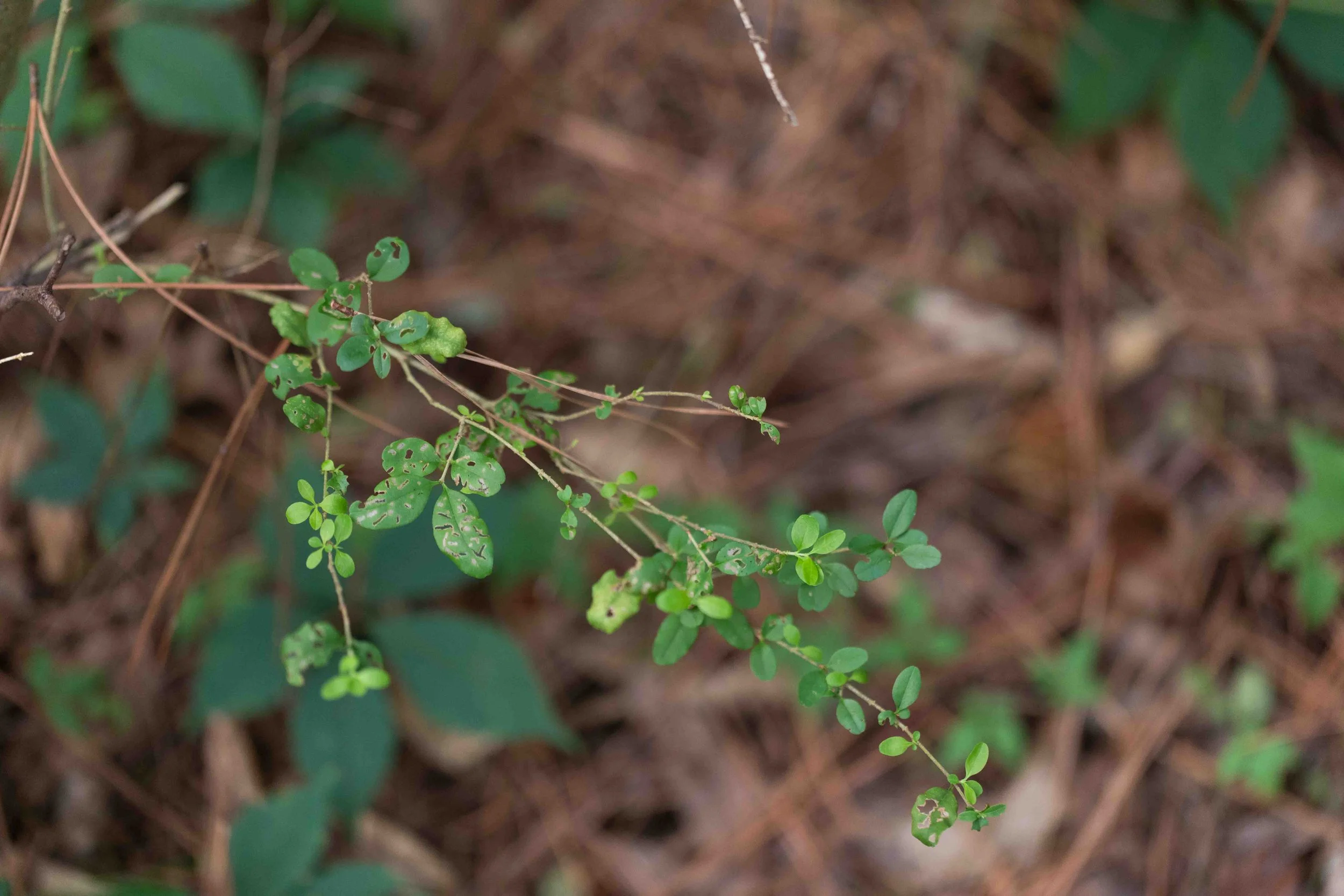 Chinese Privet