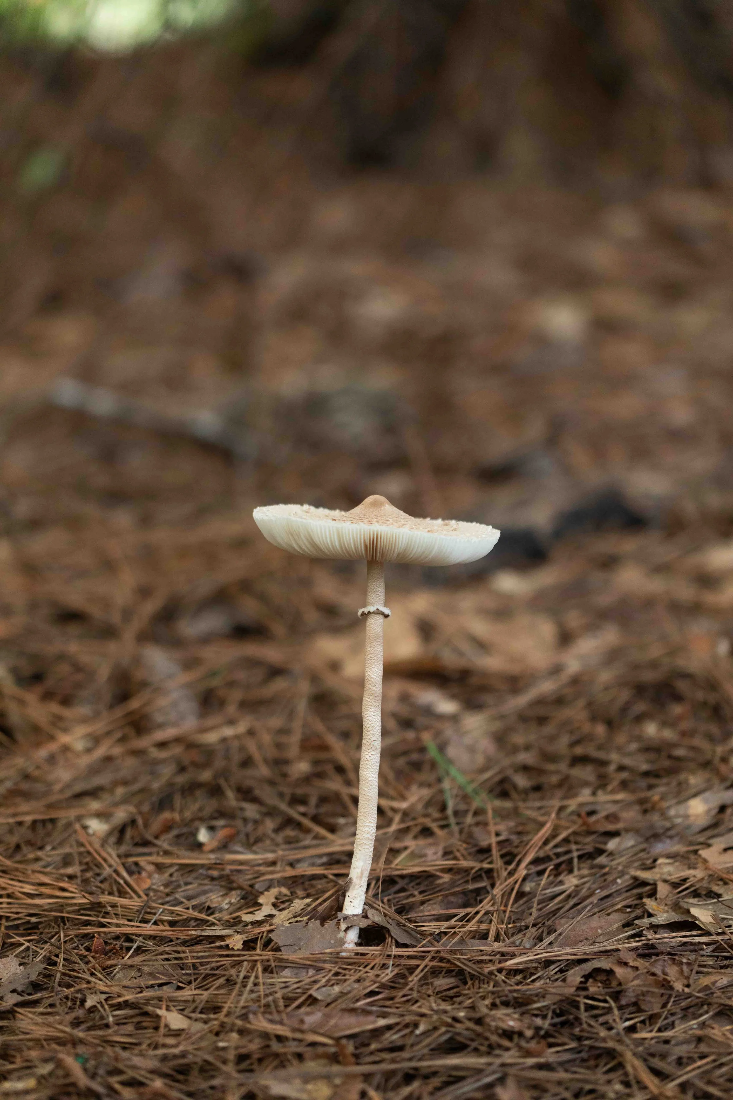Slender Parasol