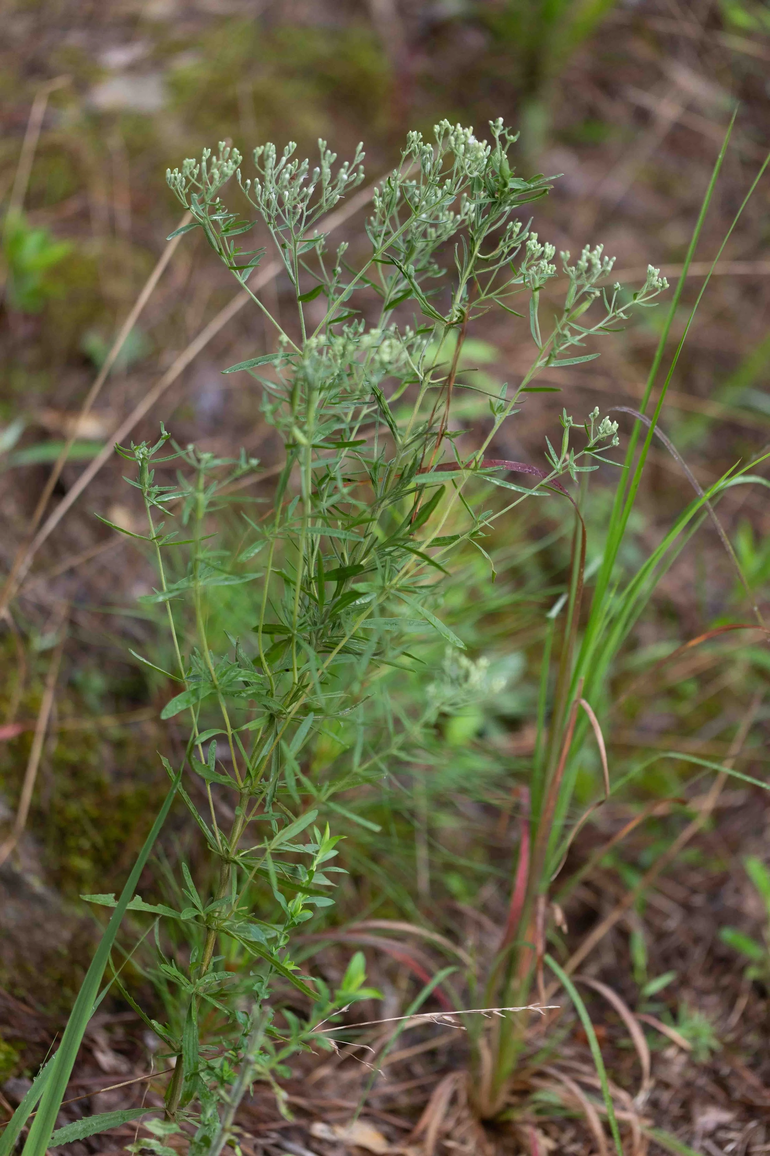 Hyssopleaf Thoroughwort