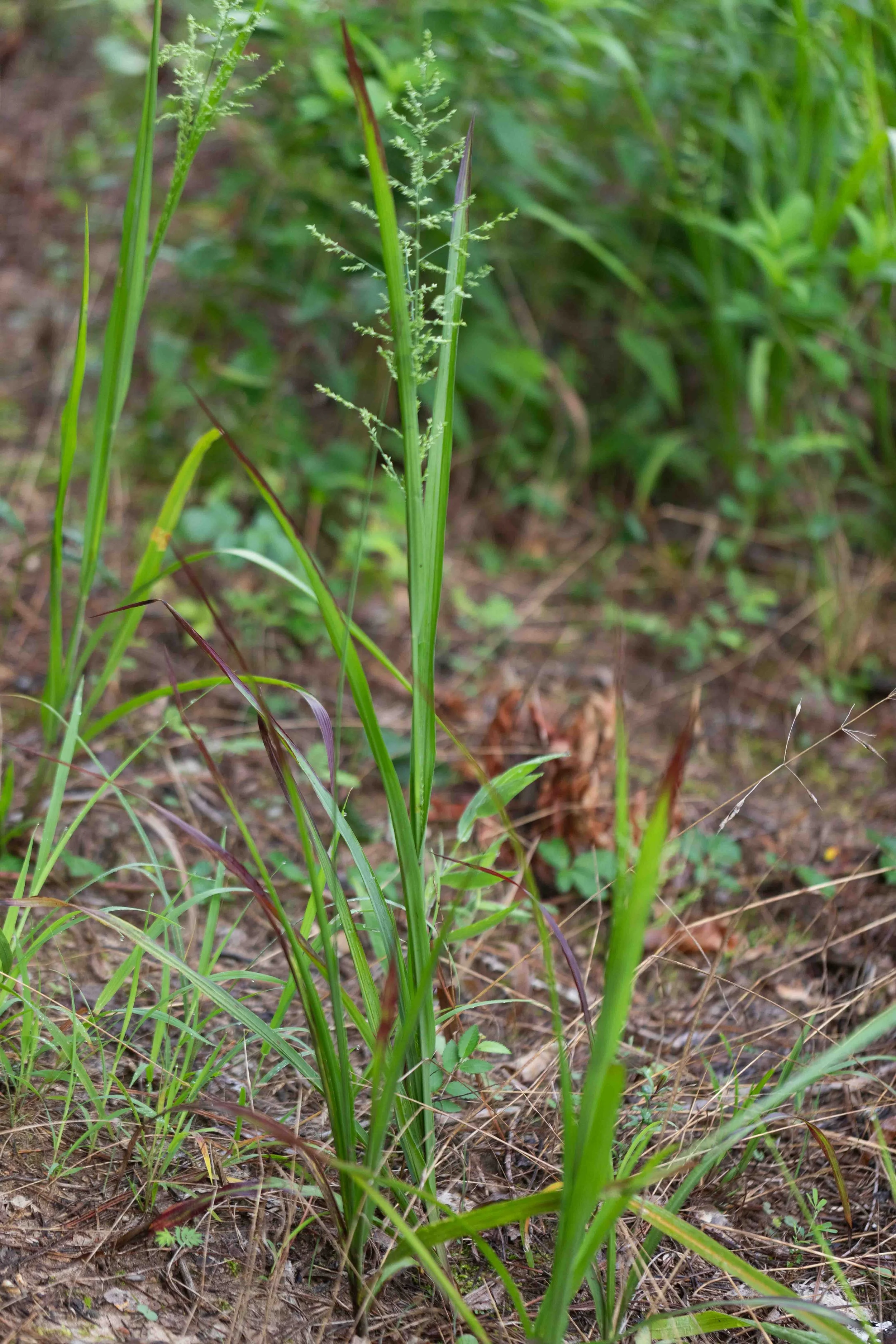 Beaked Panicgrass