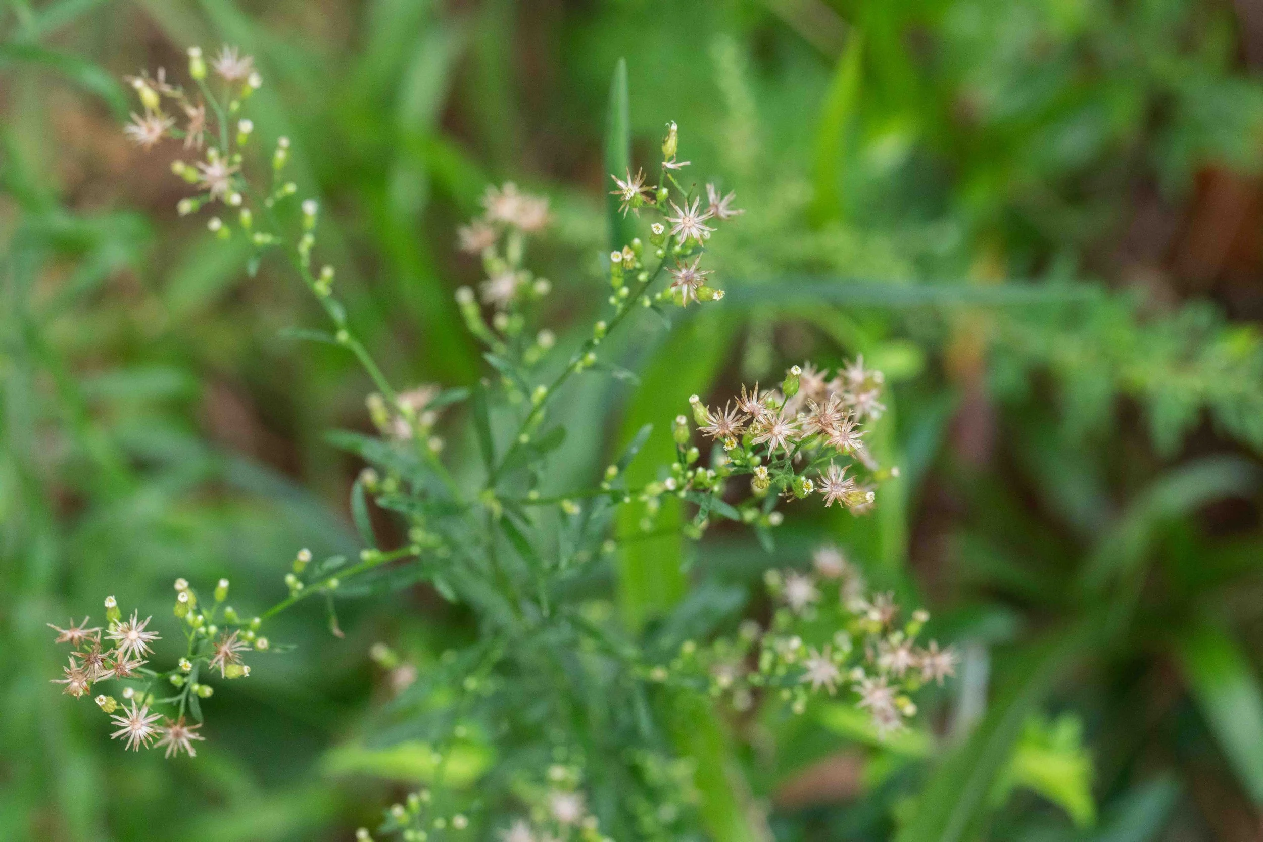 Horseweed