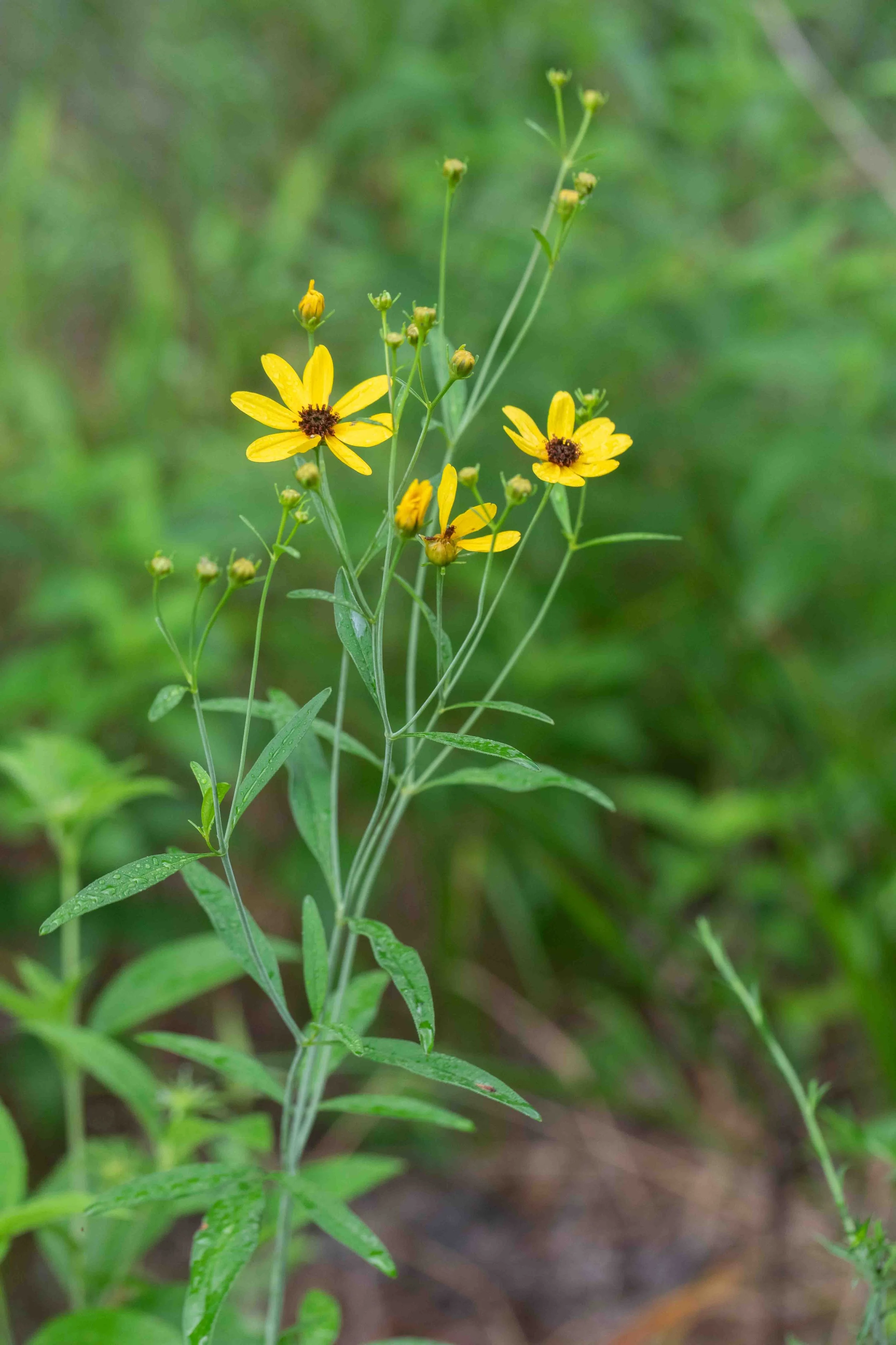 Tall Tickseed
