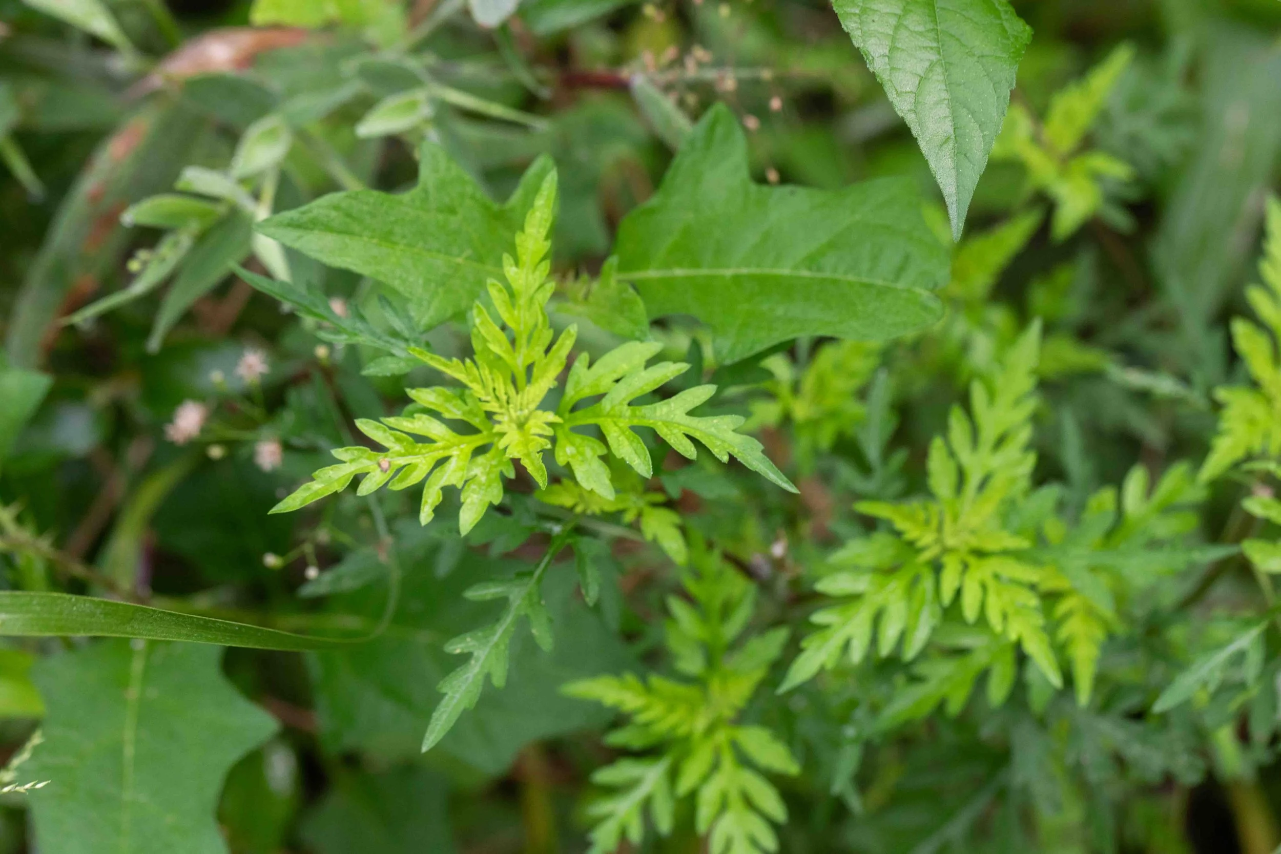 Common Ragweed