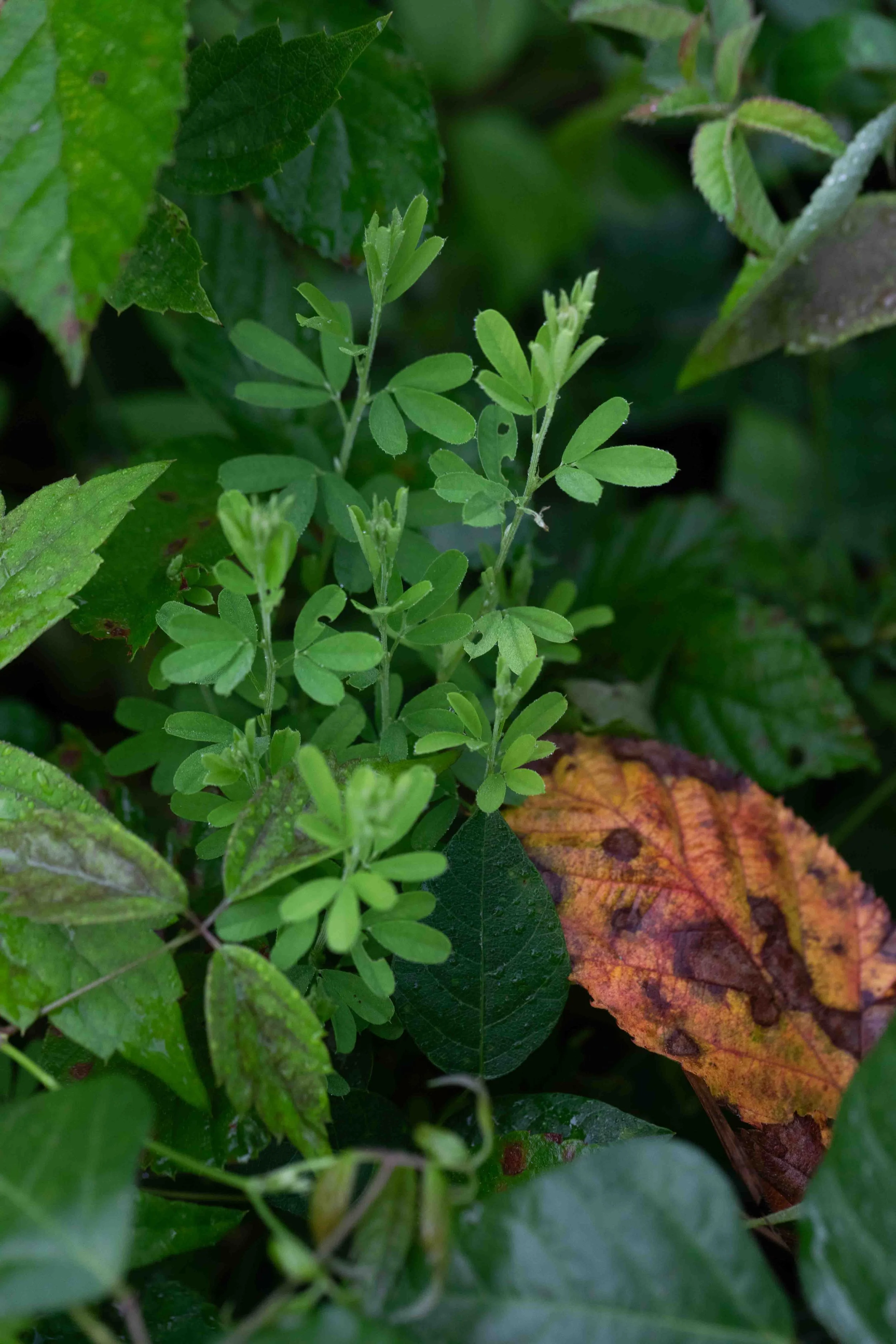 Chinese Bushclover