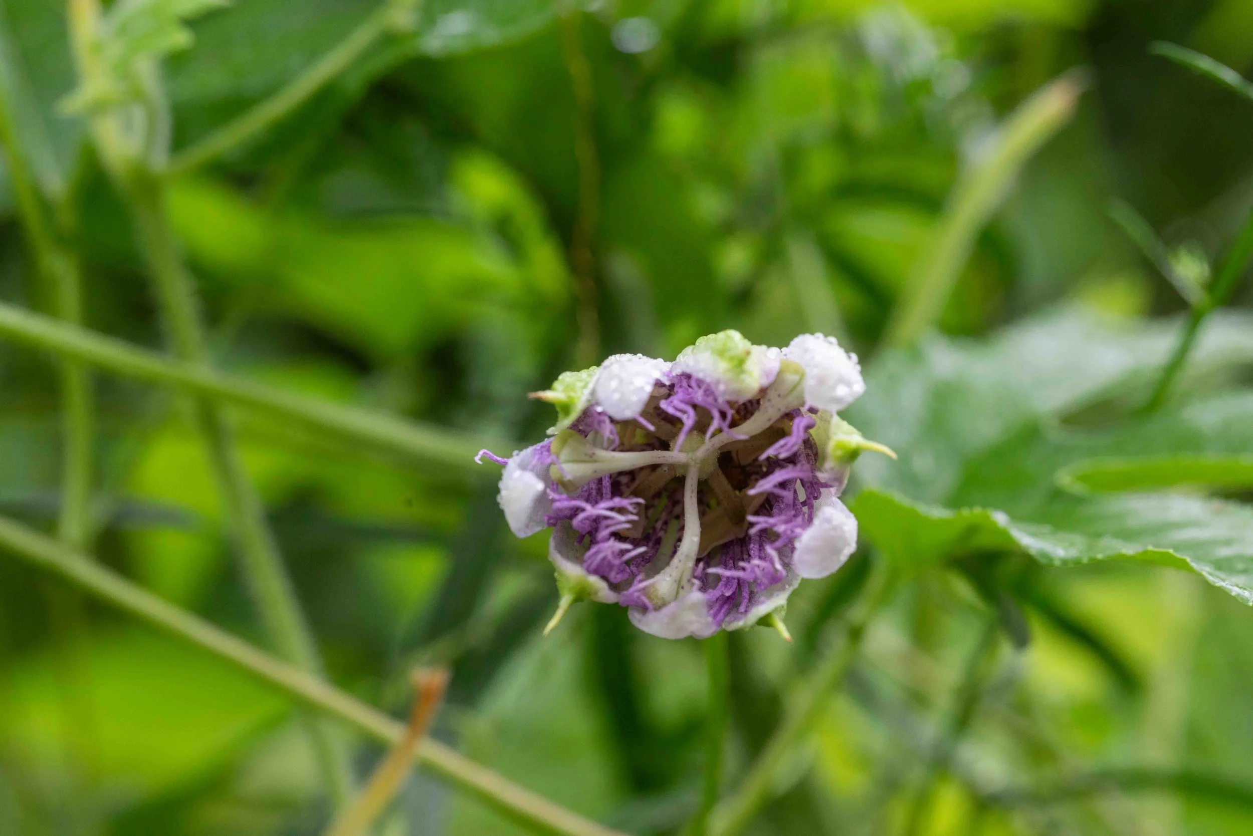Passionflower