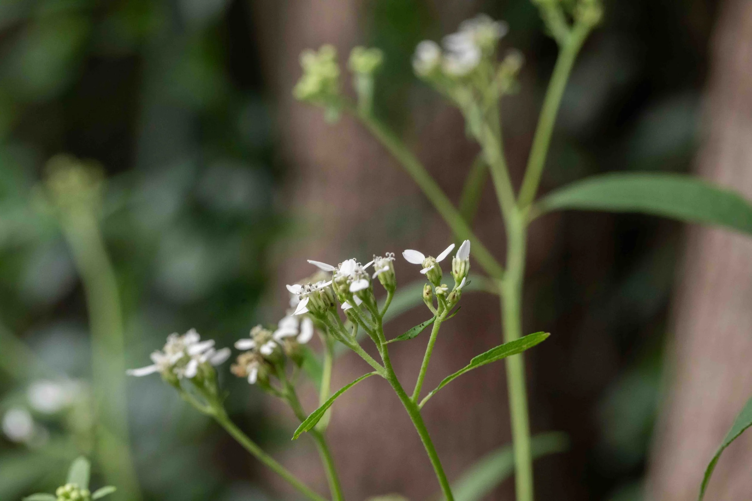 Frostweed