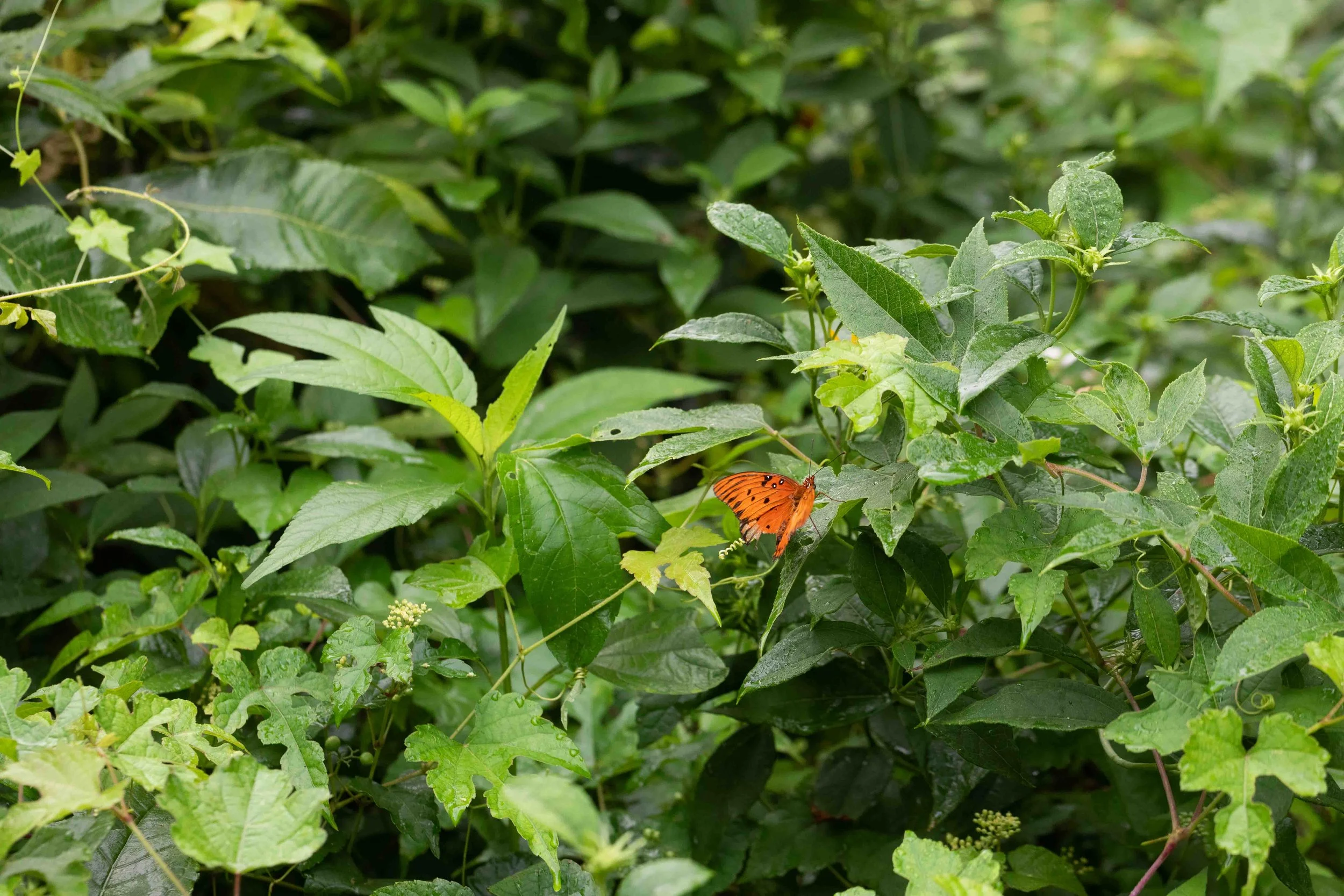 Pollinator