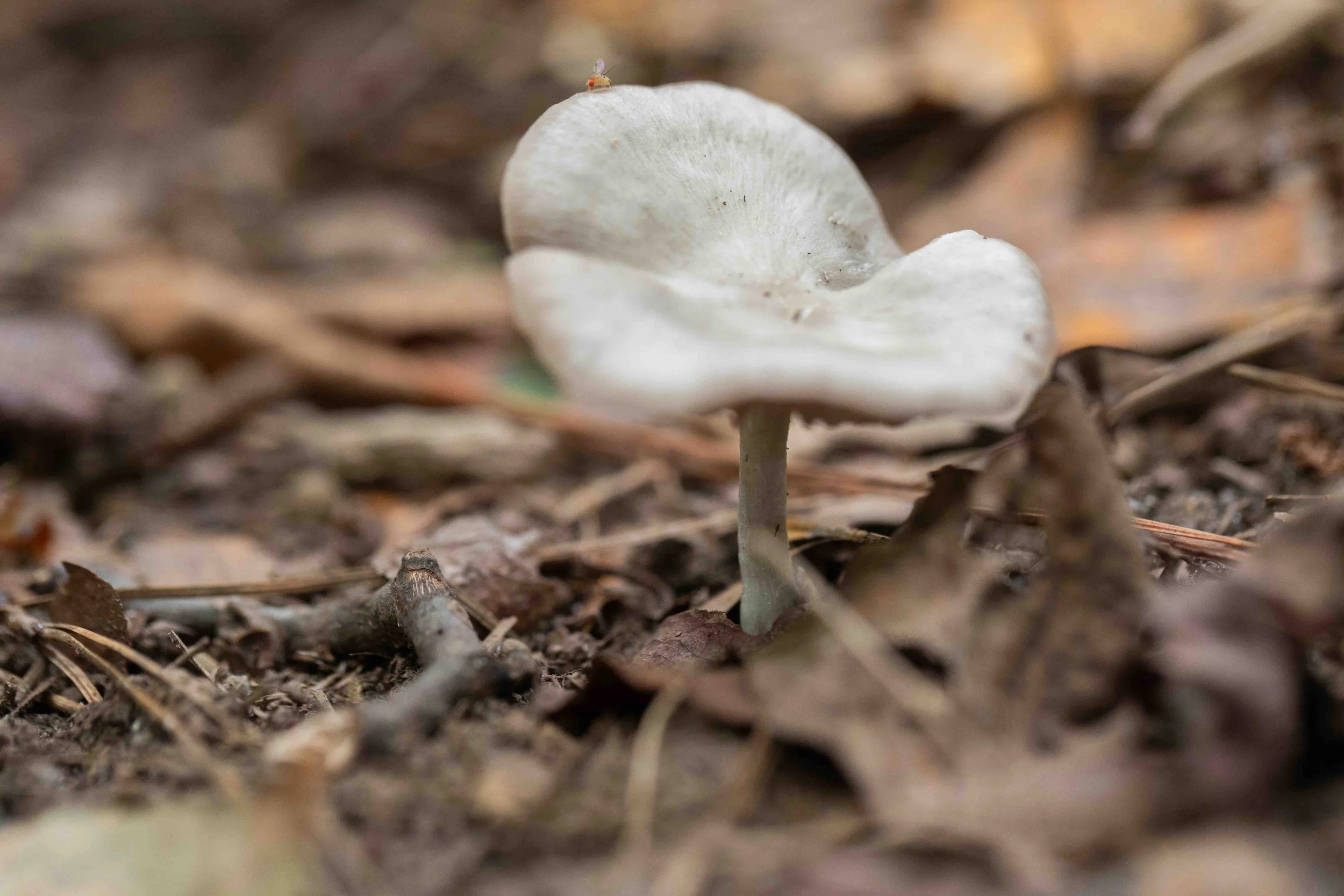 Entoloma ssp.