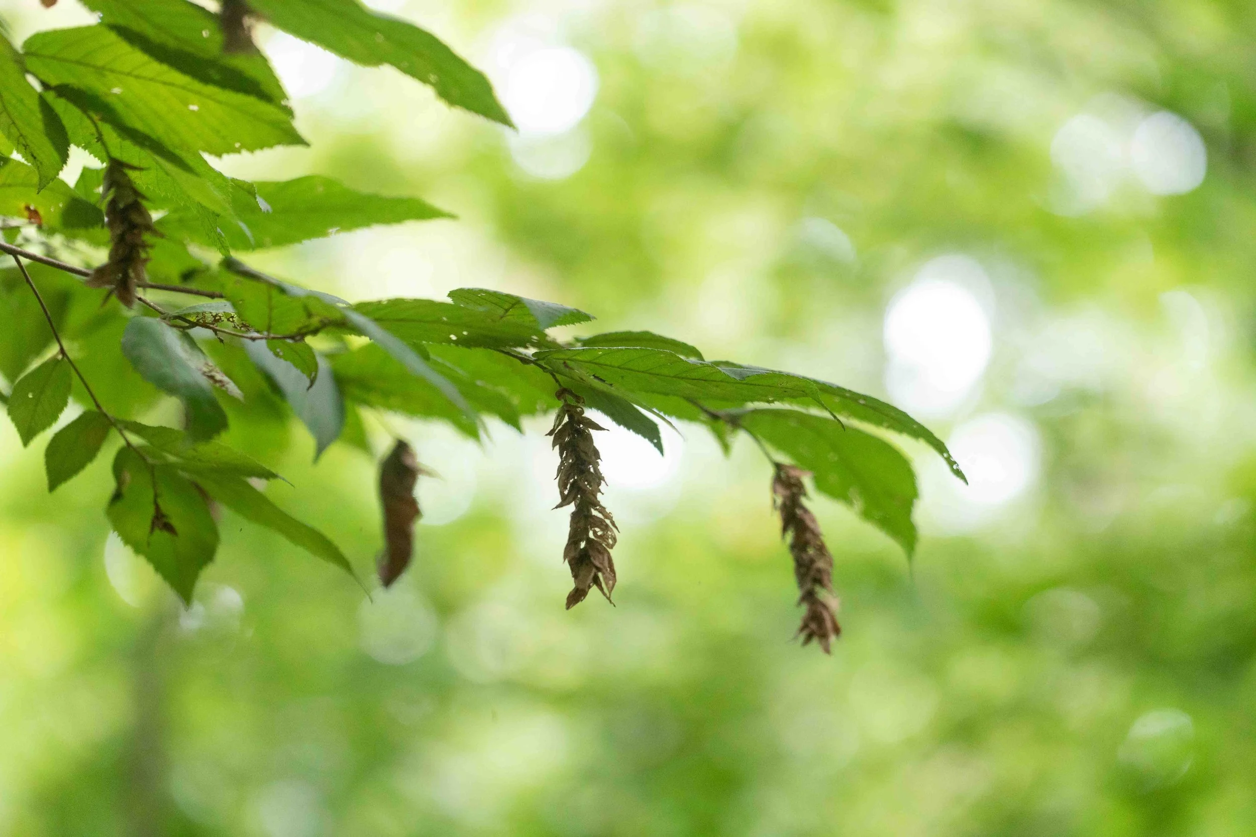 American Hophornbeam