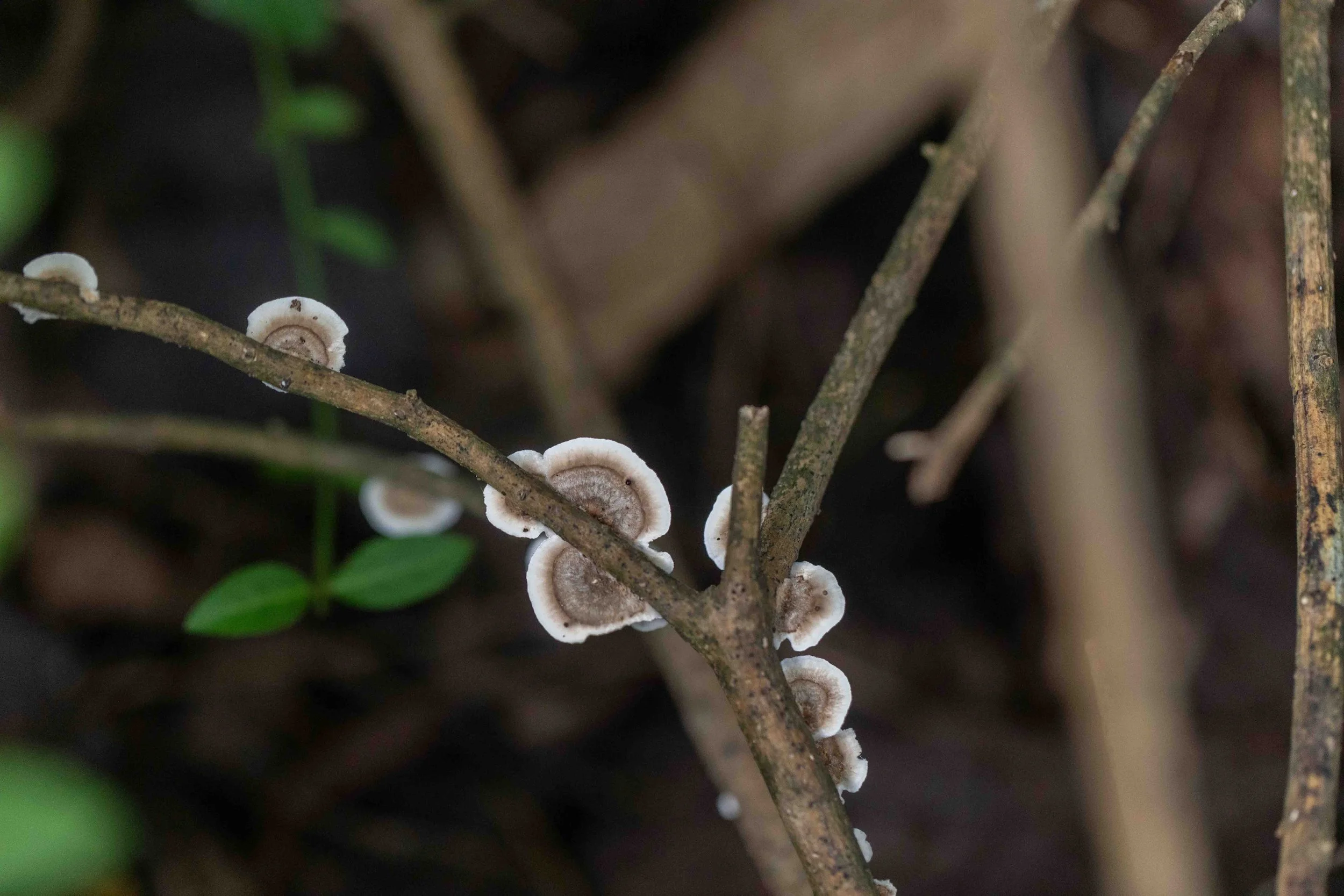 Turkey Tail