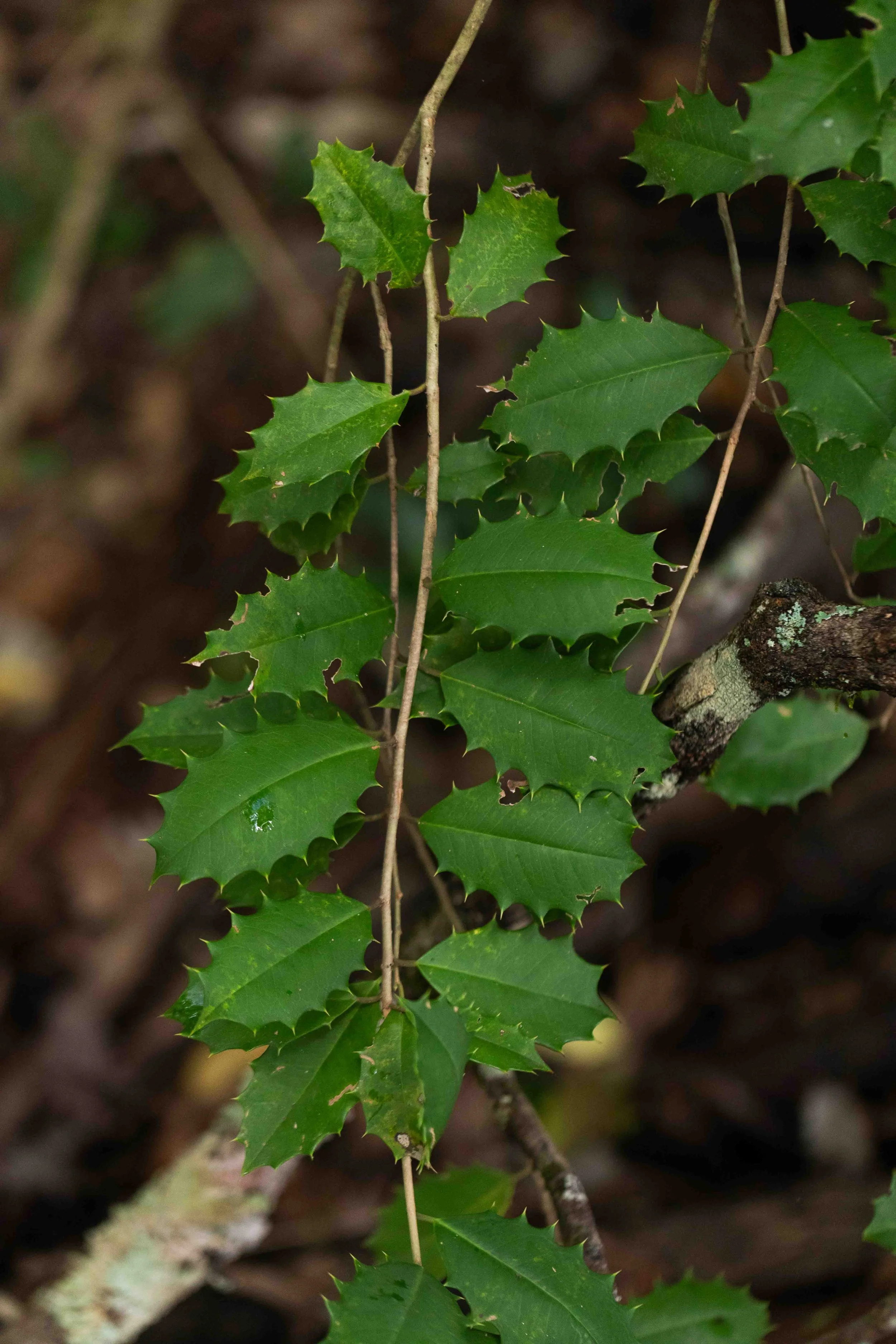 American Holly