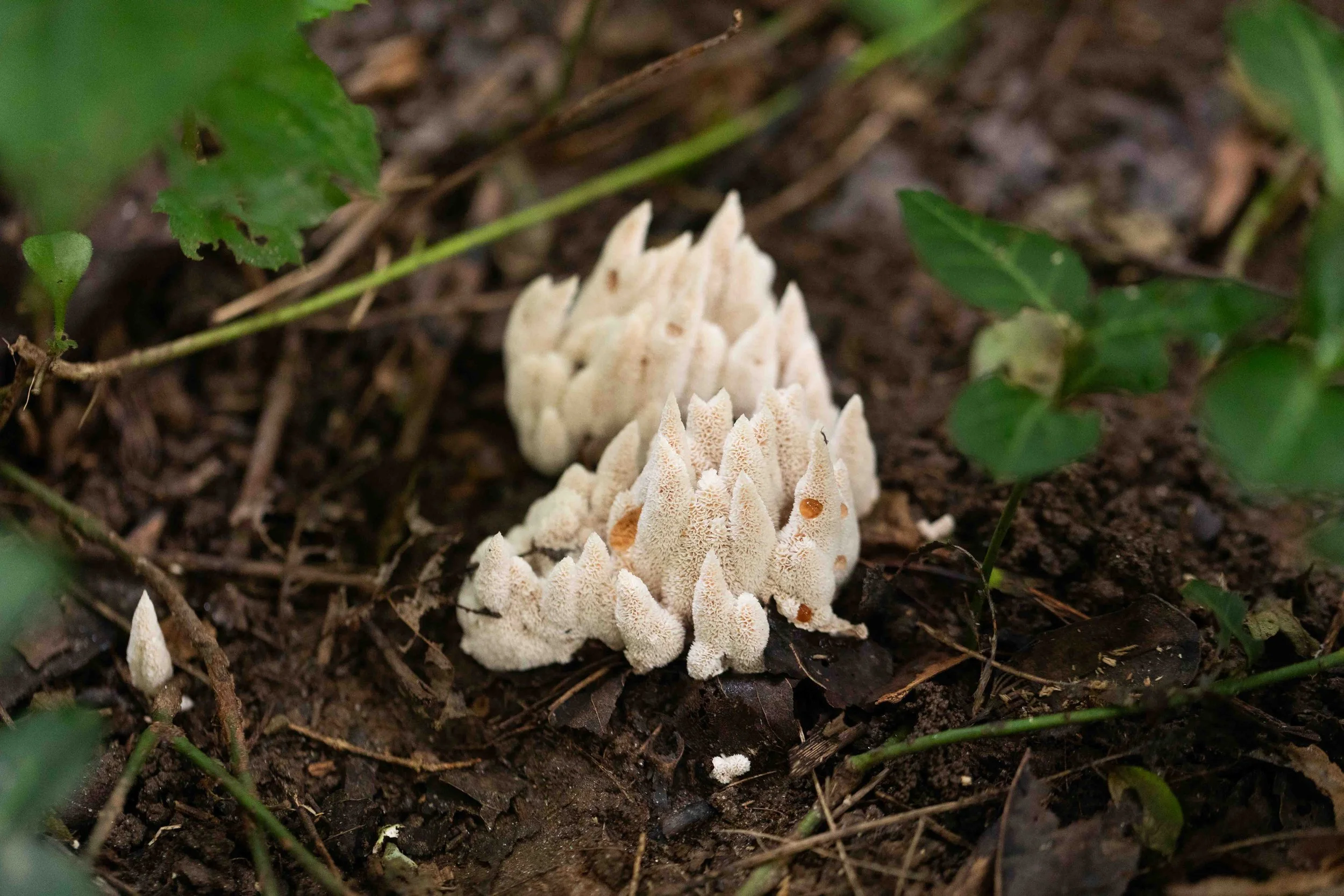 Abortiporus biennis