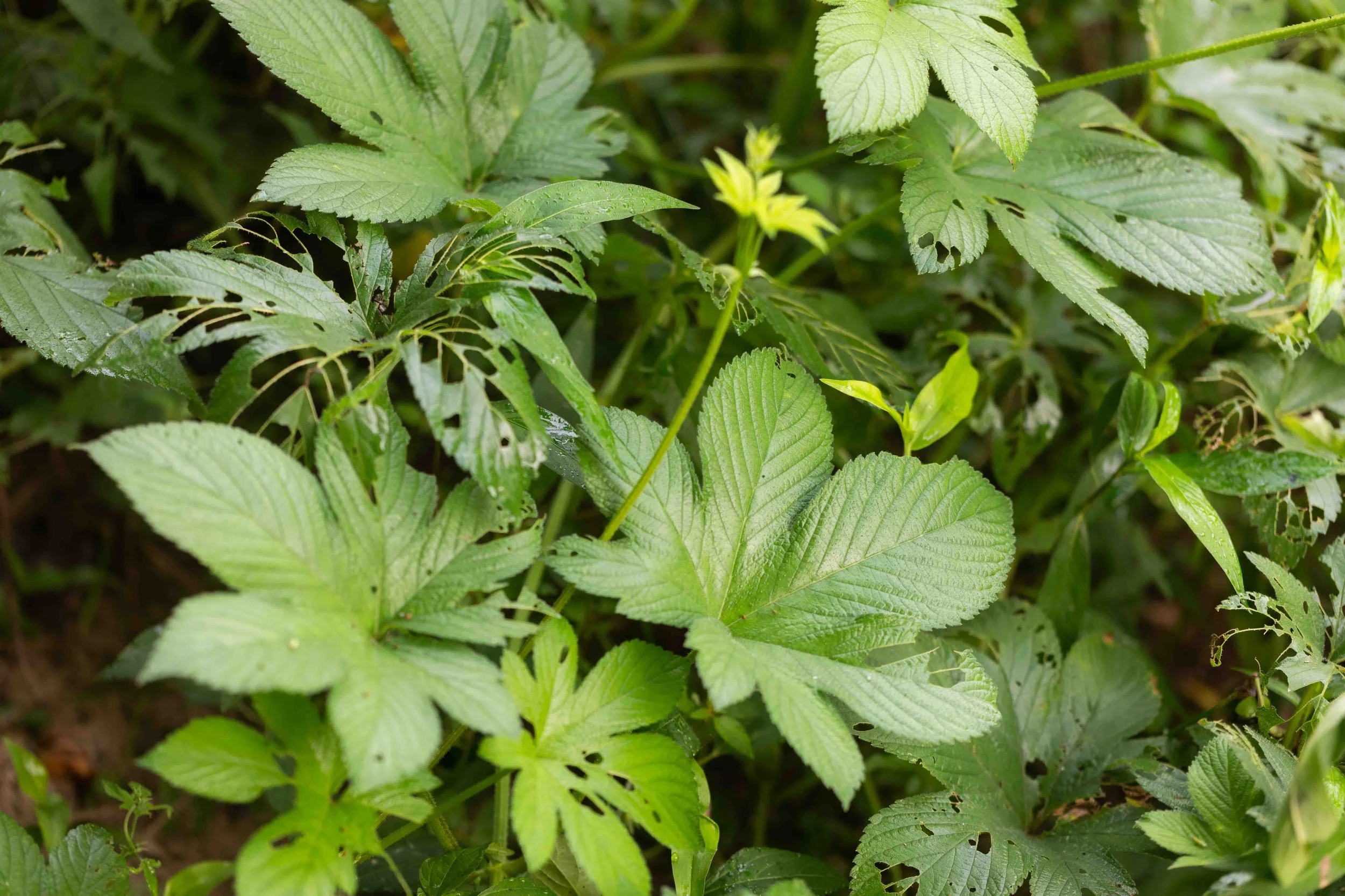 Japanese Hops