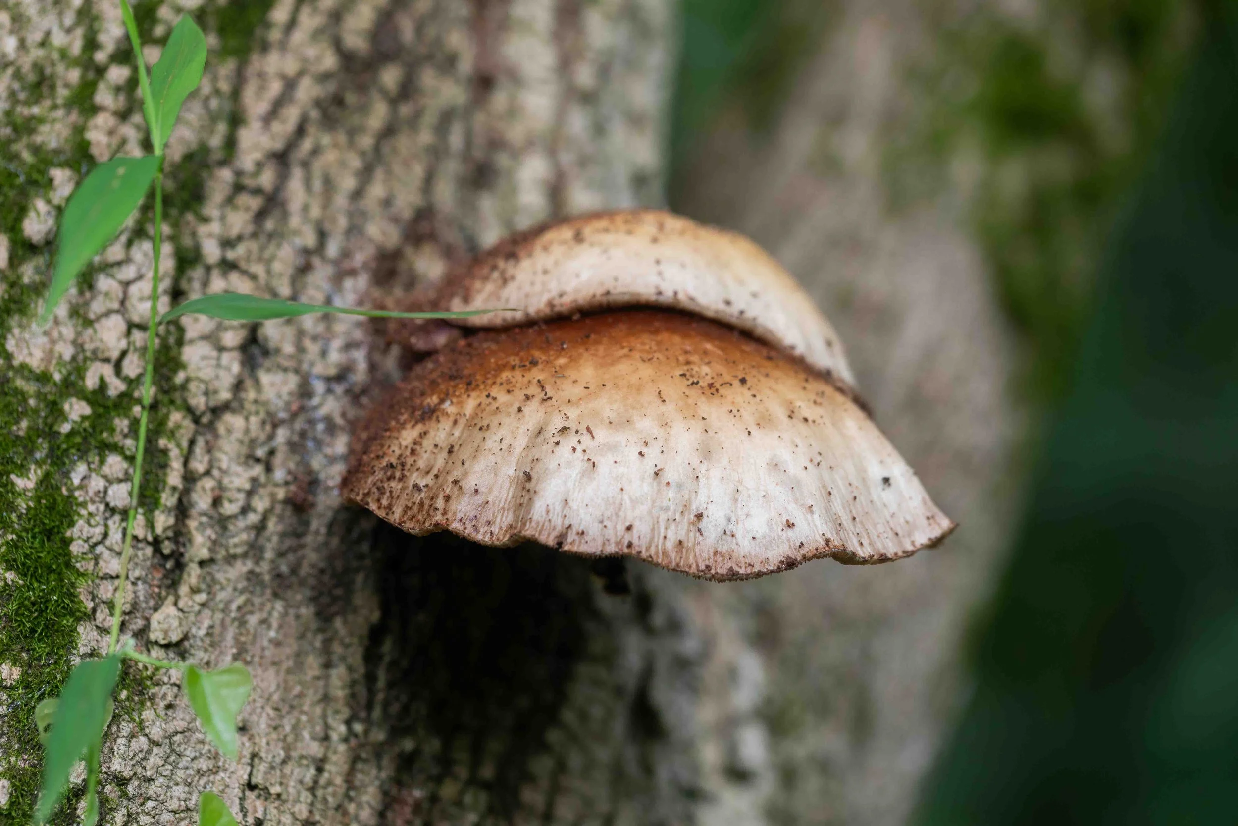 Pleurotus spp.