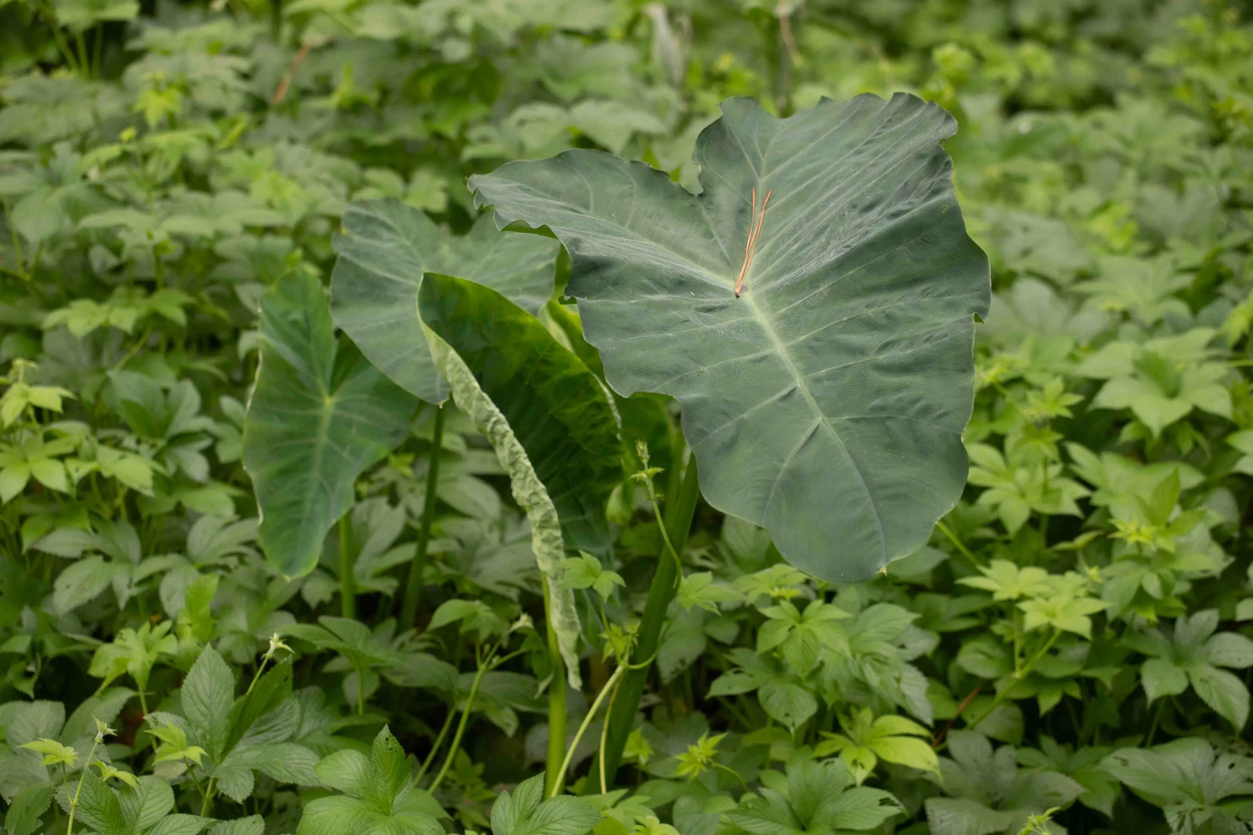 Taro