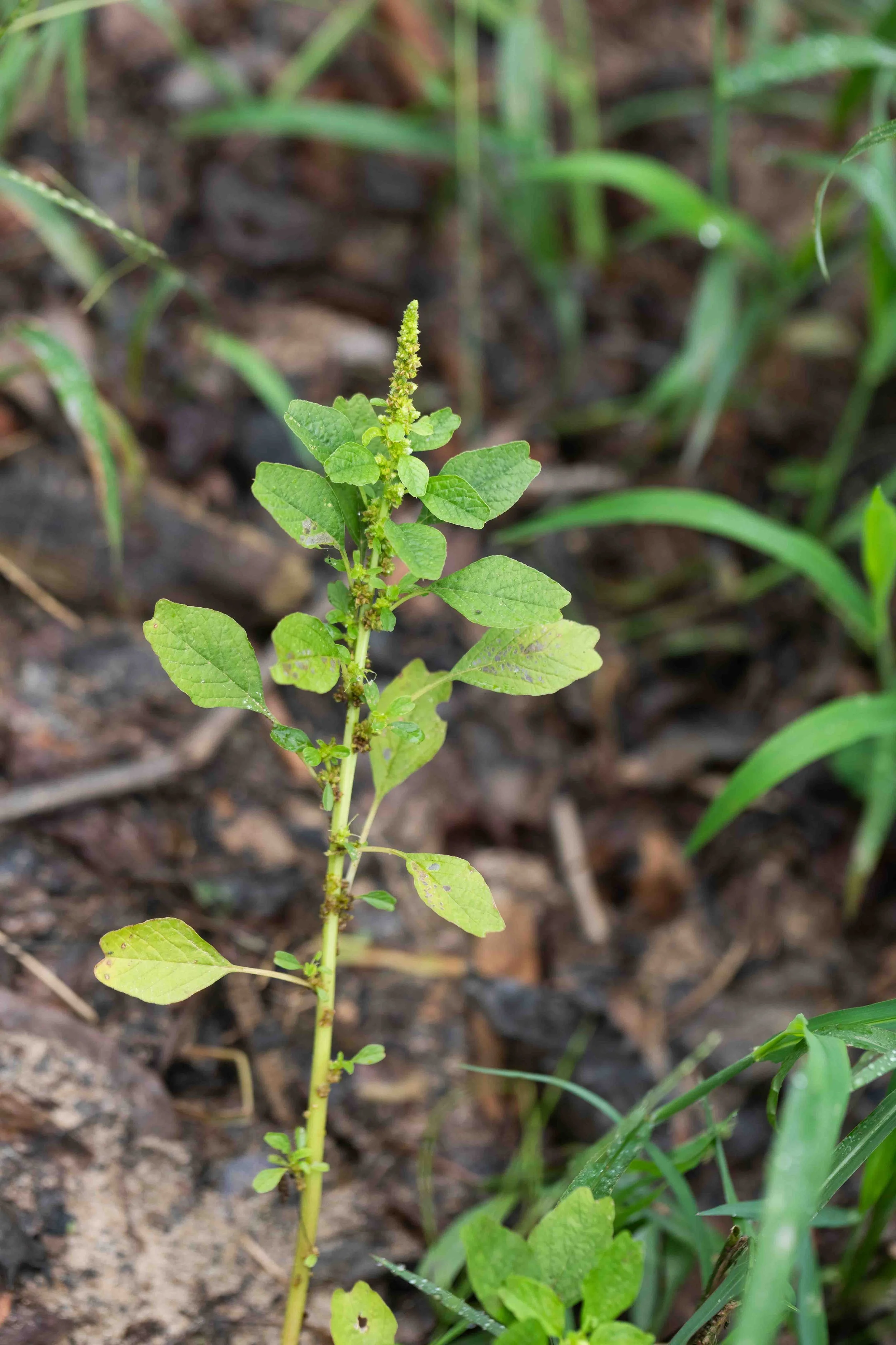 Livid Amaranth