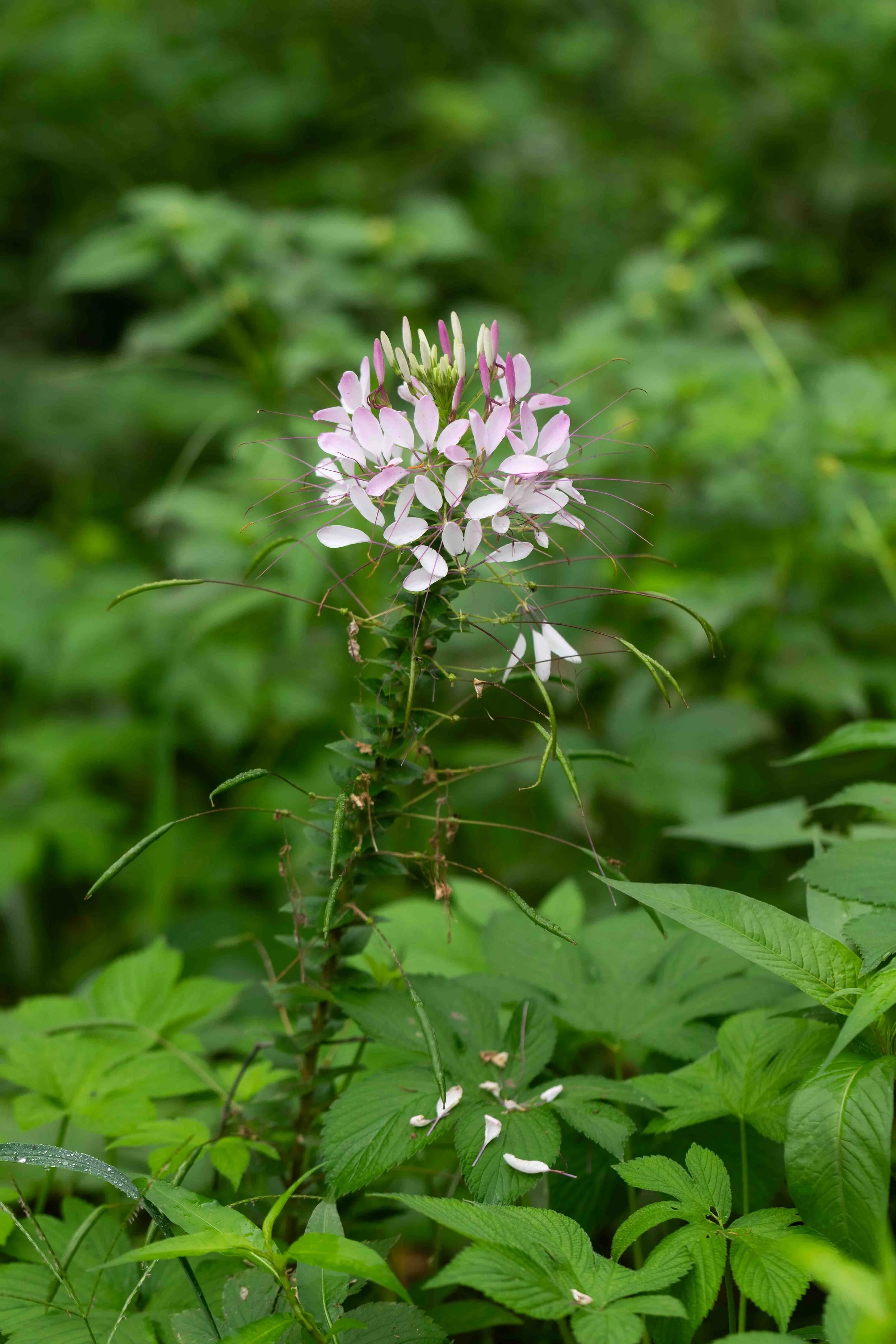 Spider Flower