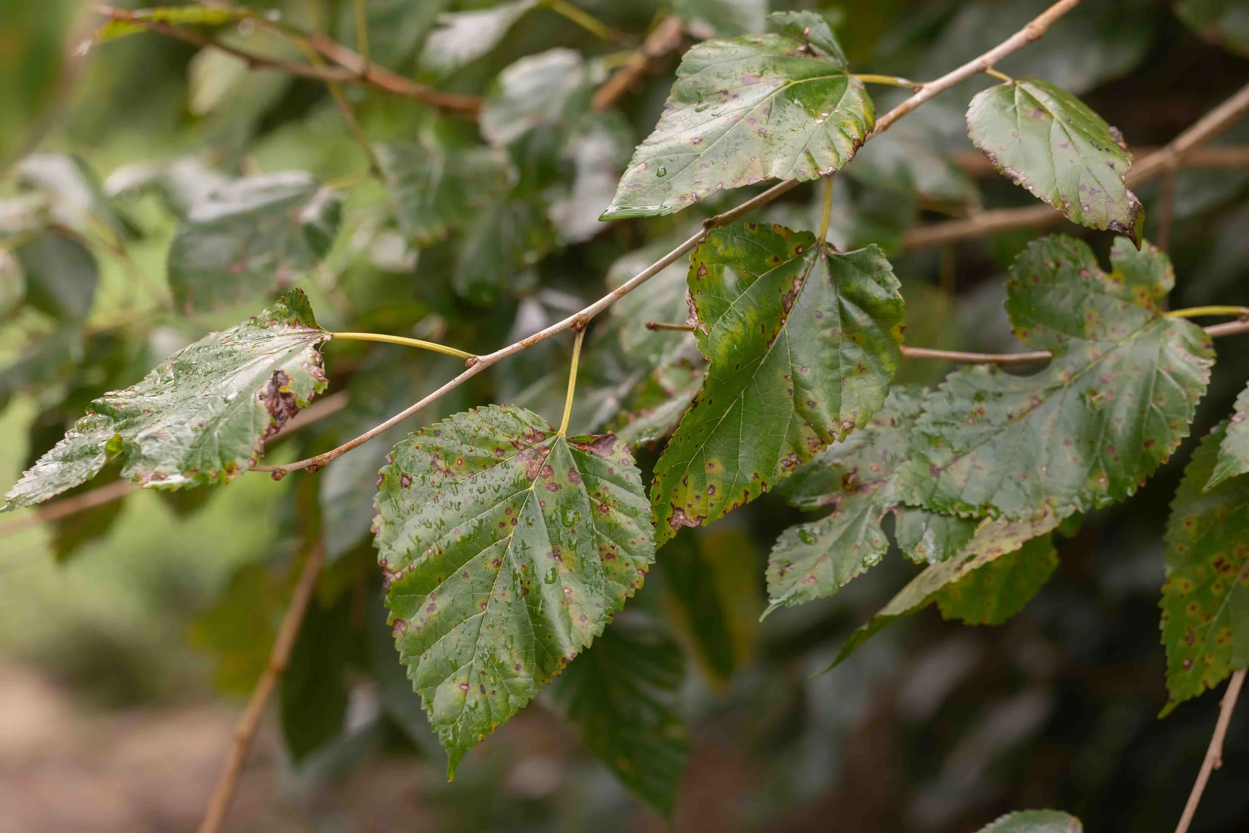 Mulberry