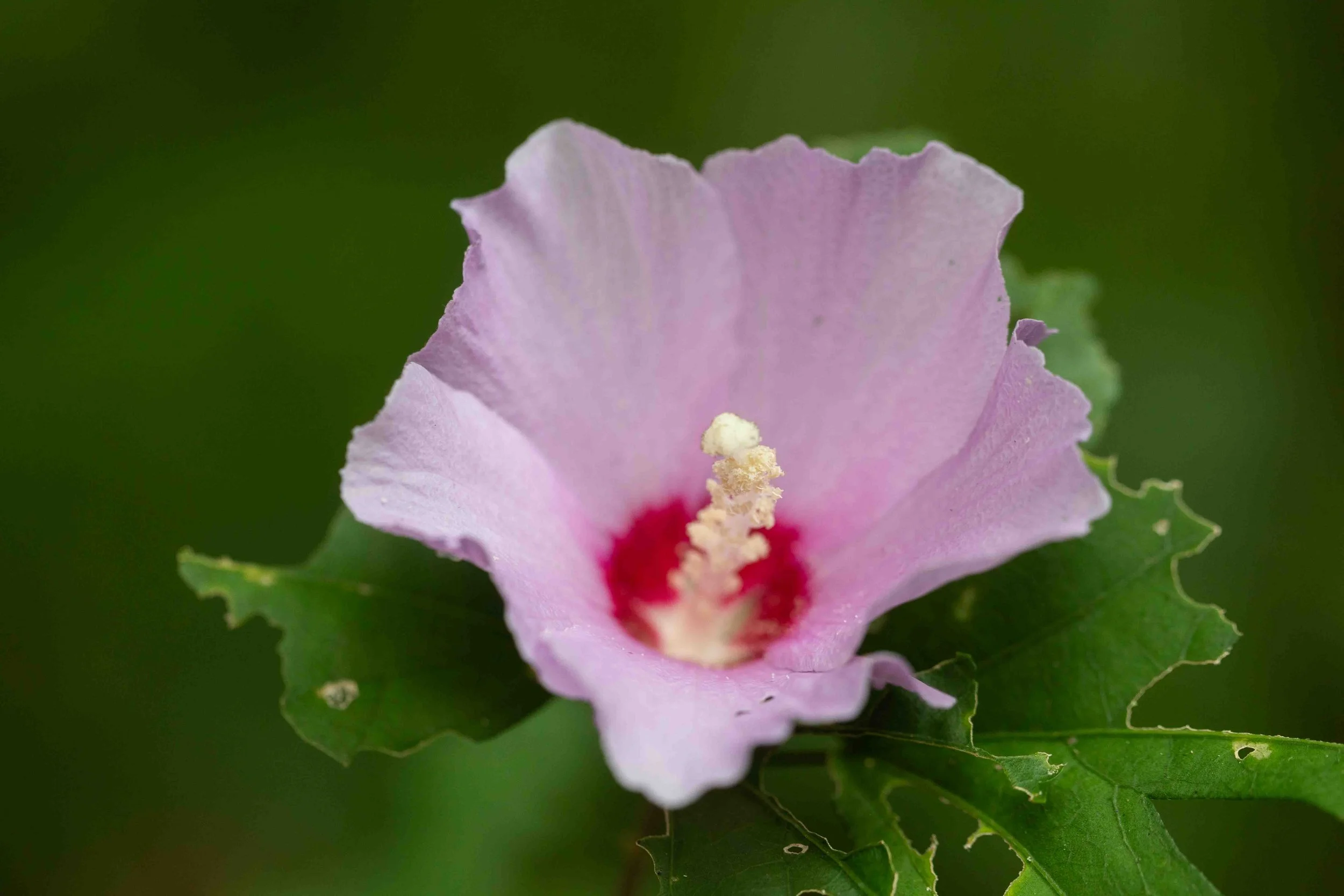 Rose of Sharon