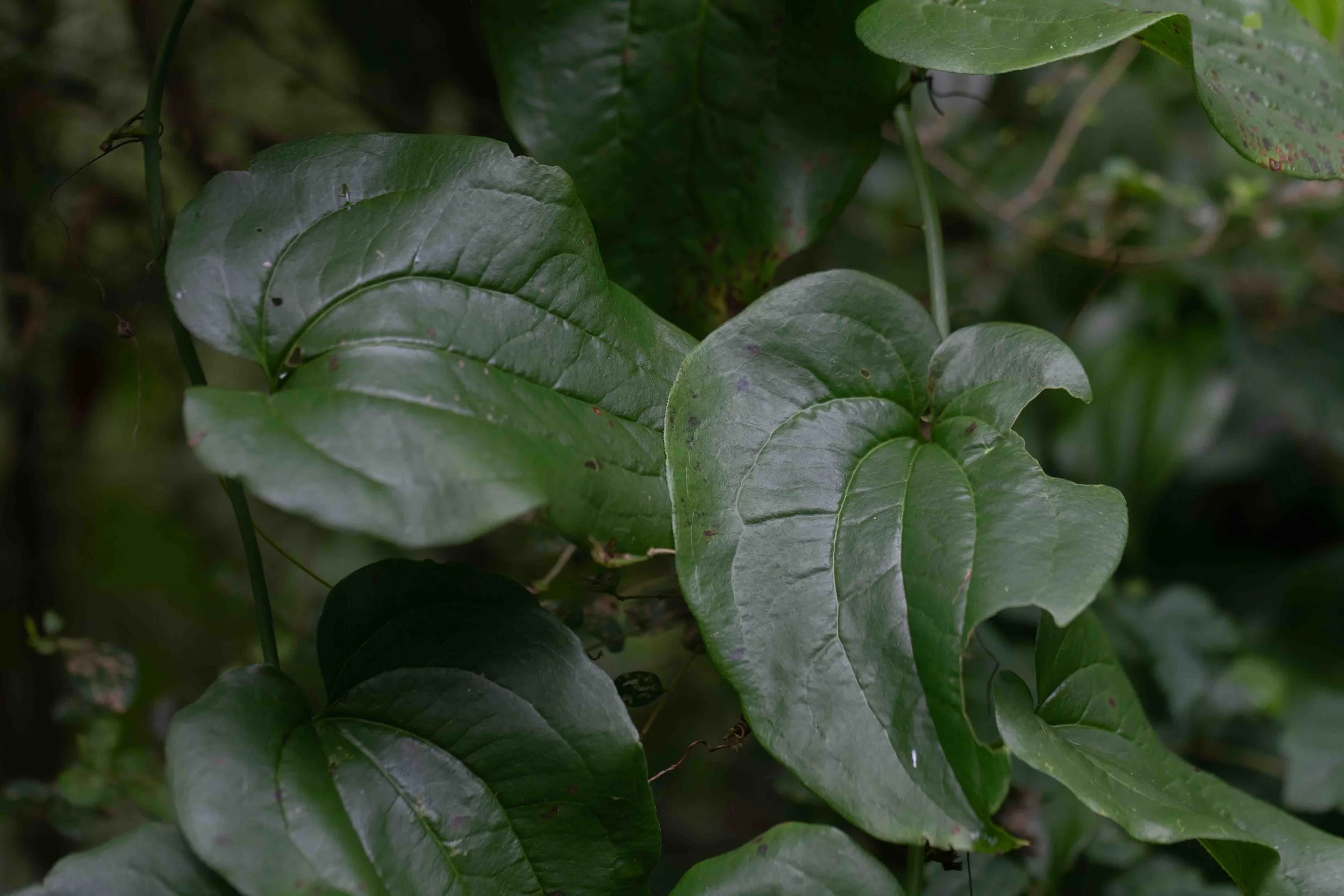 Bristly Greenbrier