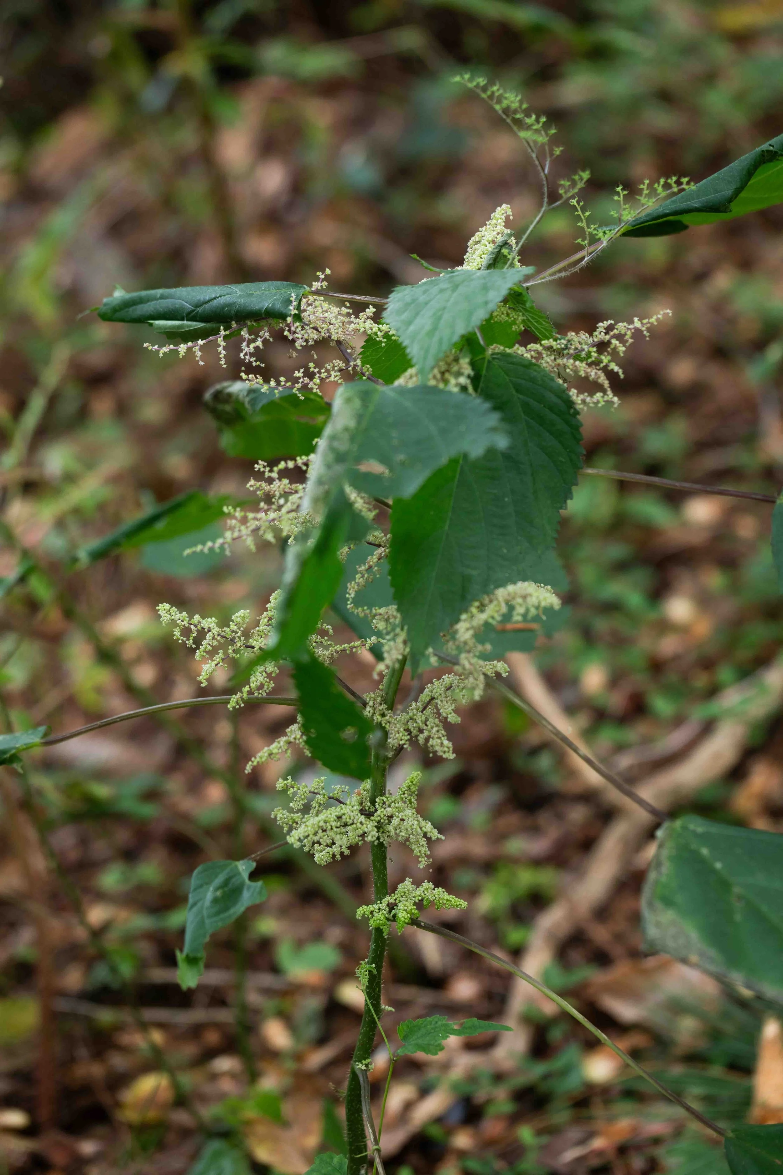 Canadian Wood Nettle