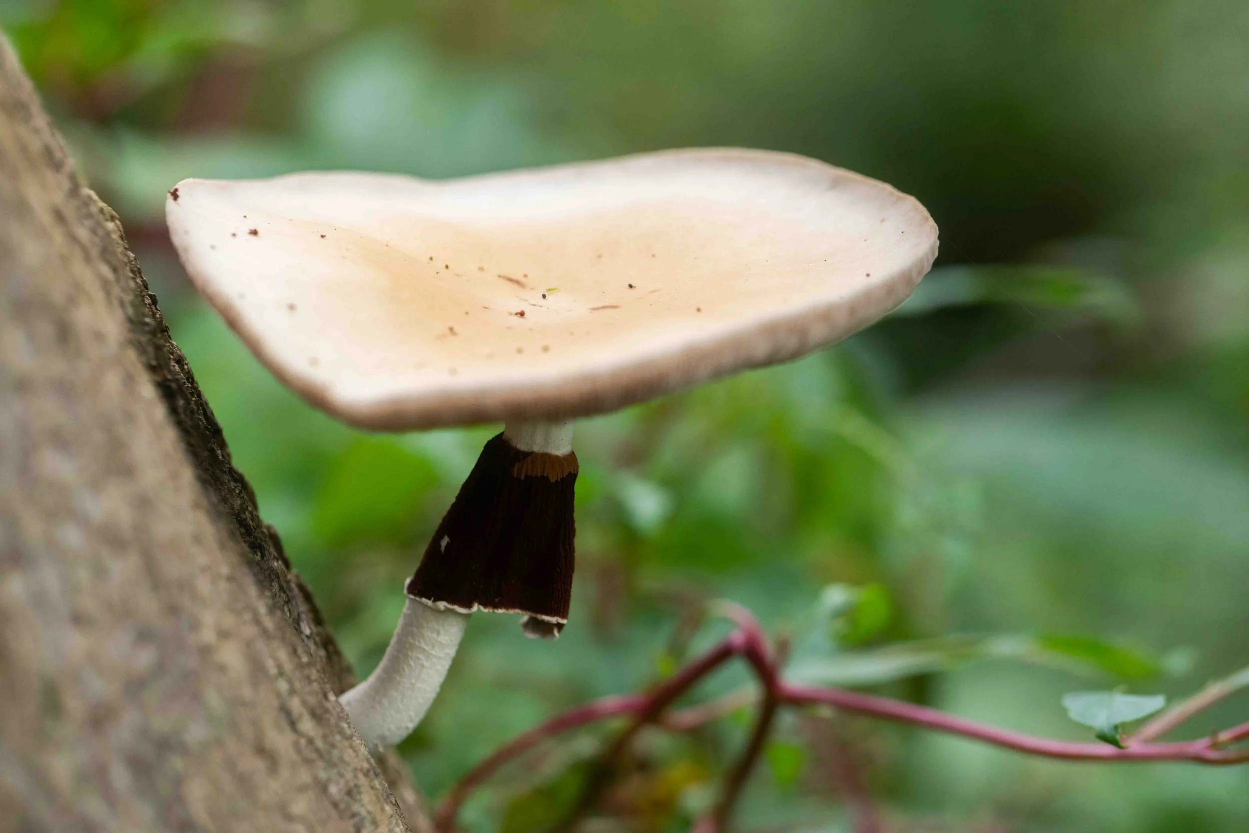 Unknown Fungi