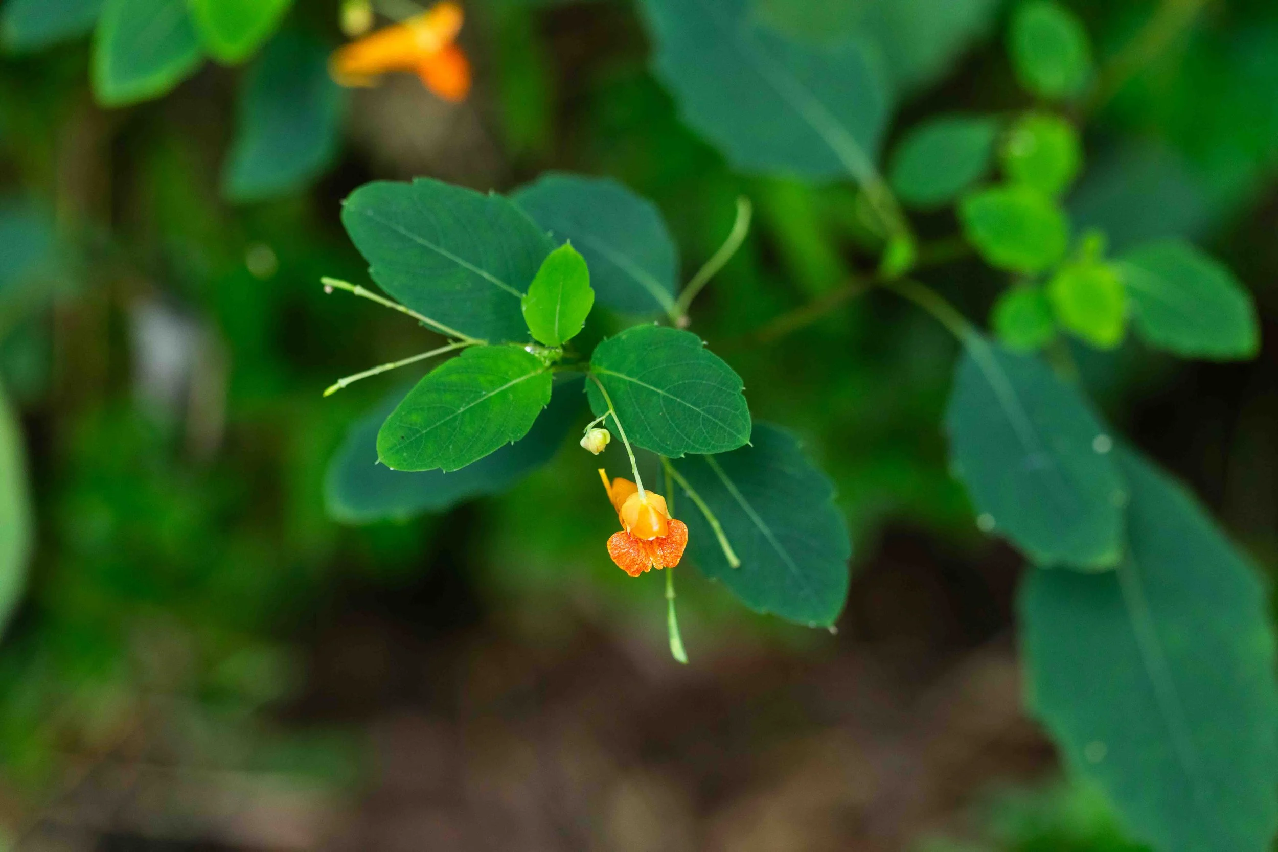 Jewelweed