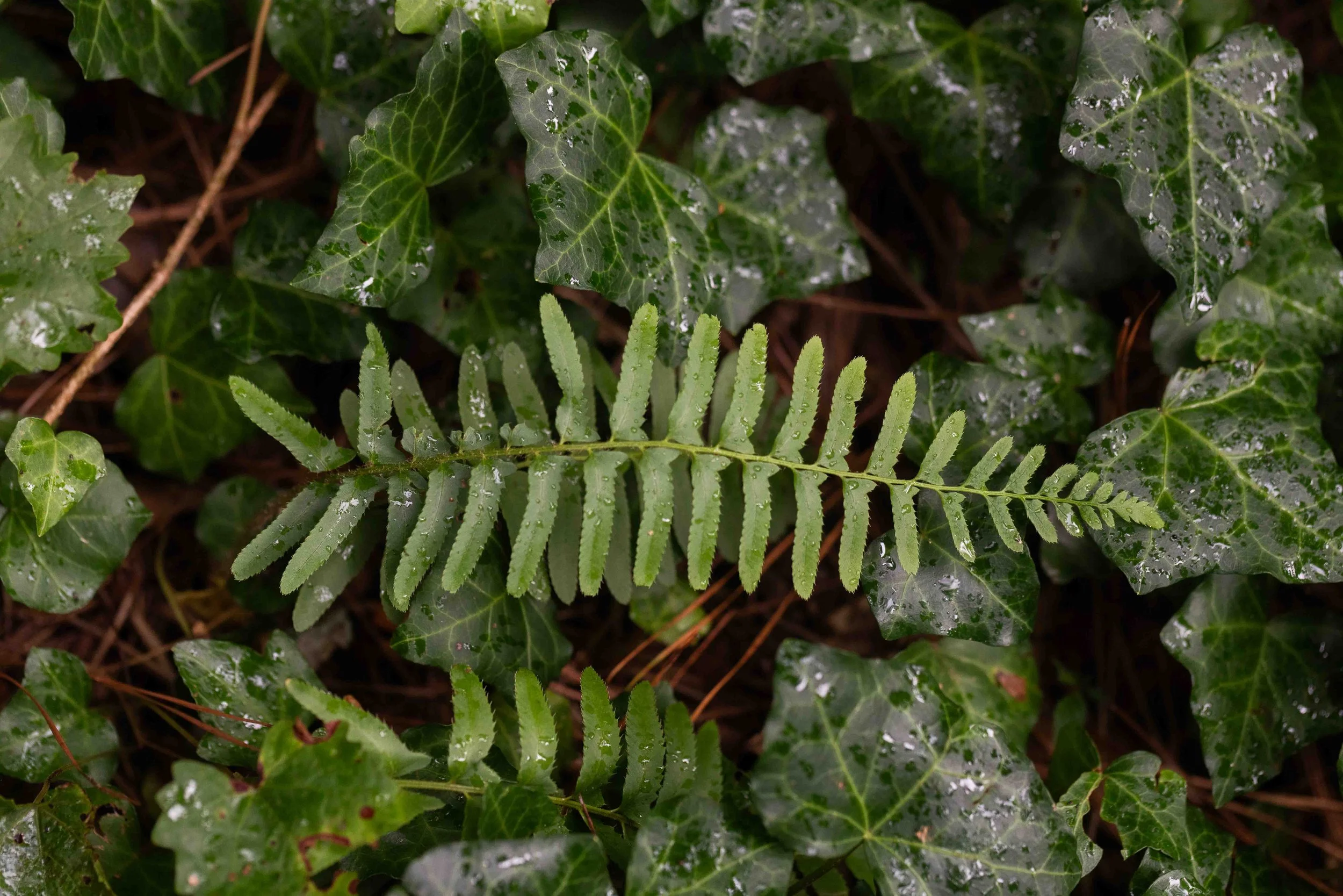 Christmas Fern