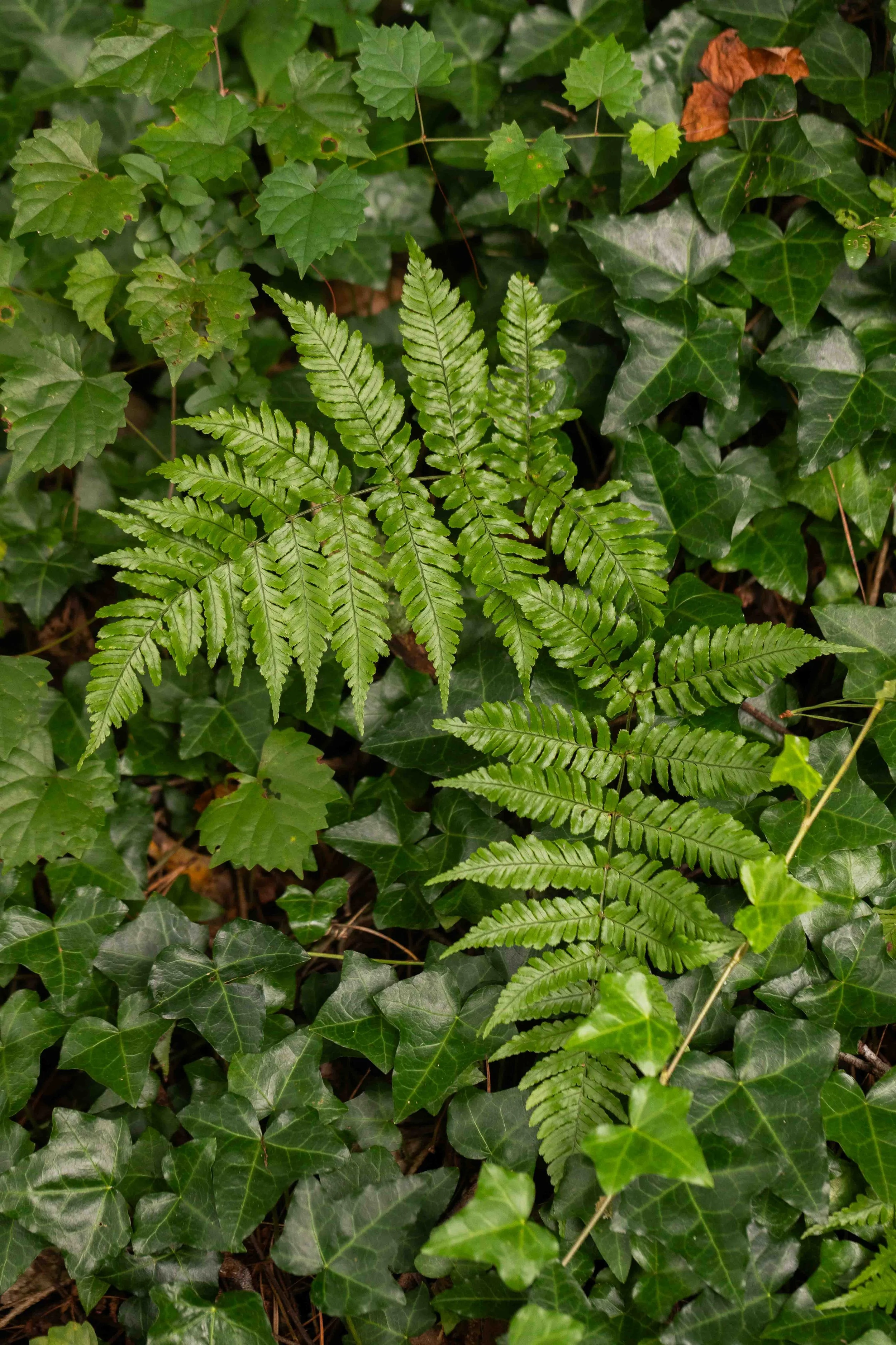 Autumn Fern