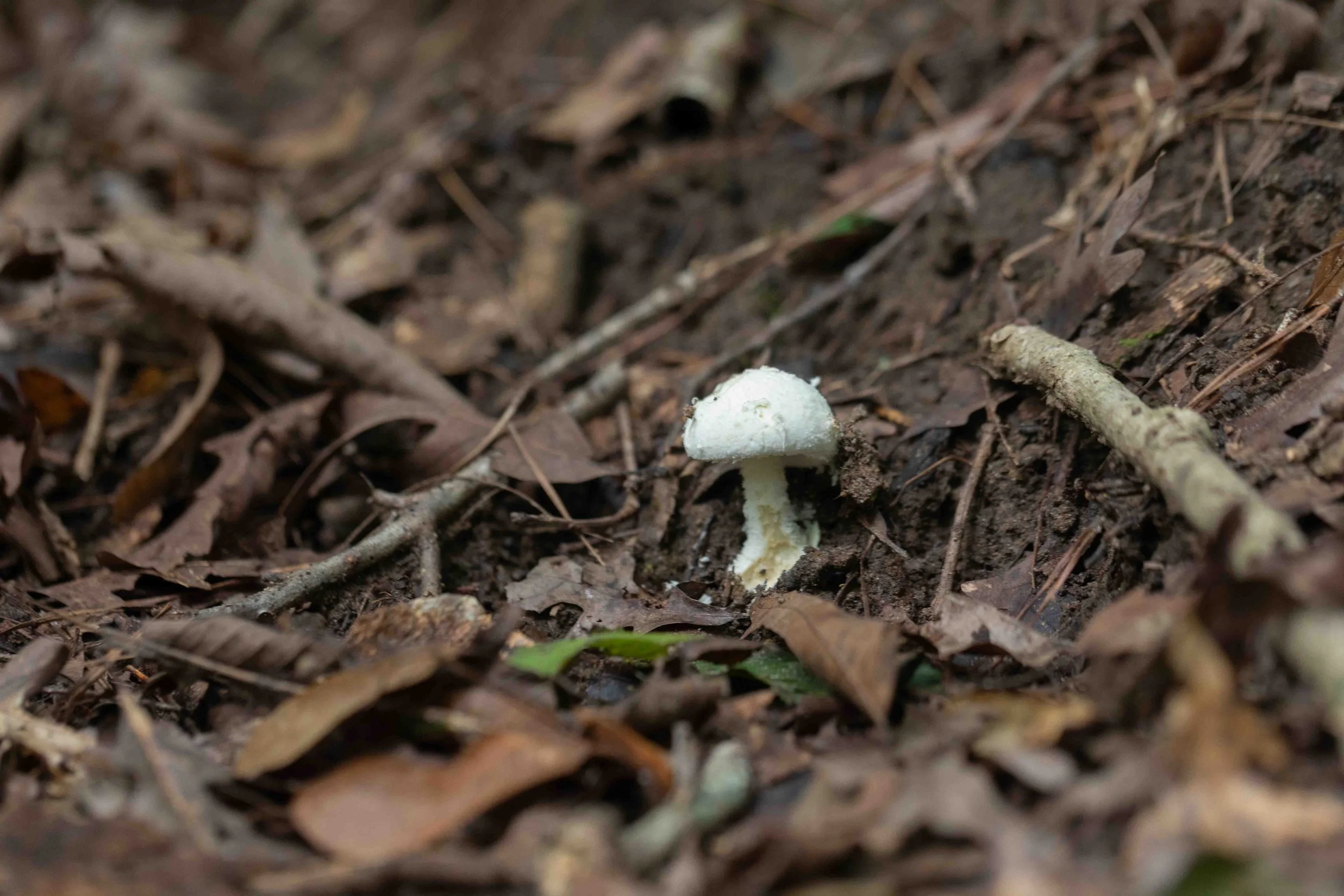 Amanita spp.