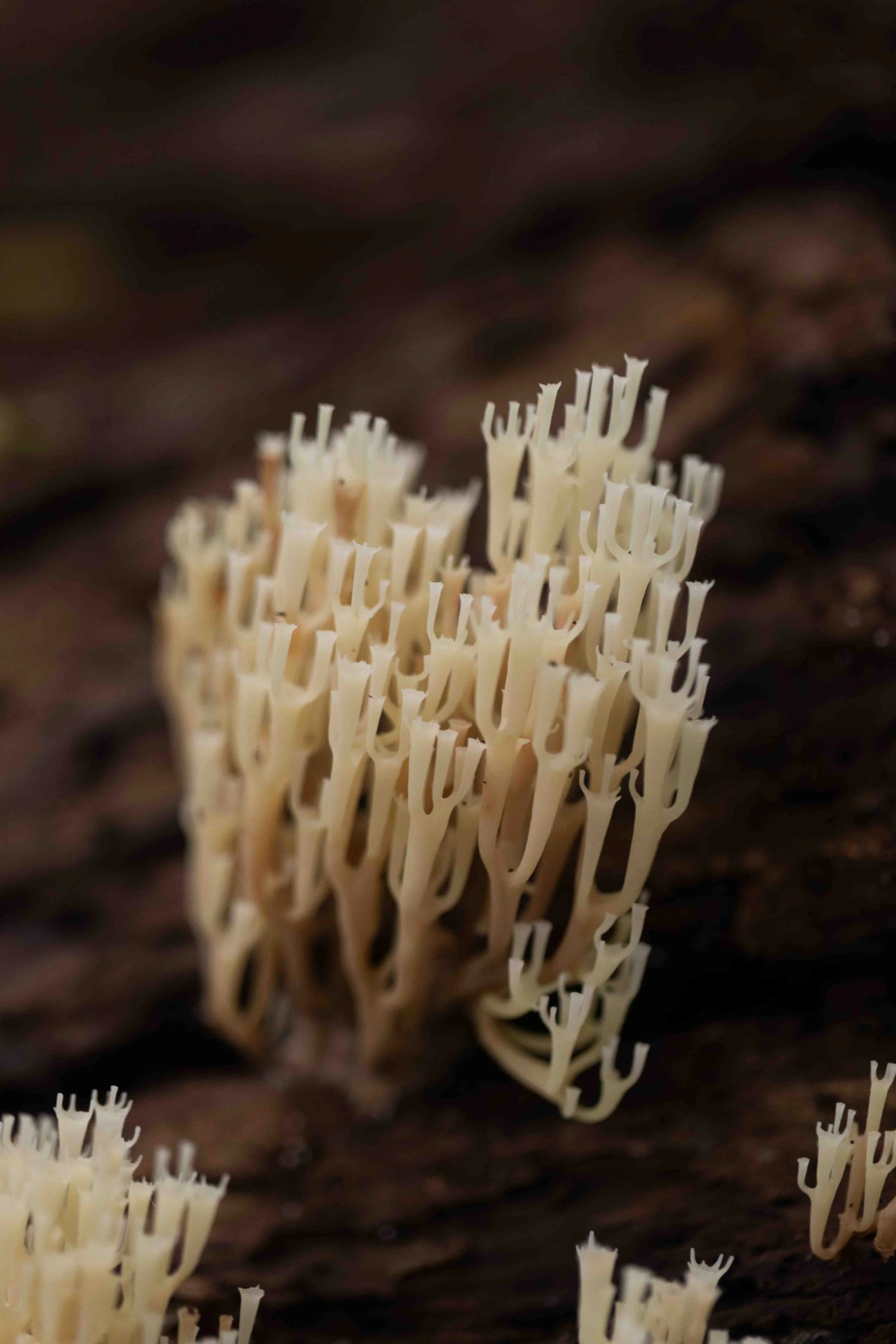 Crown-Tipped Coral