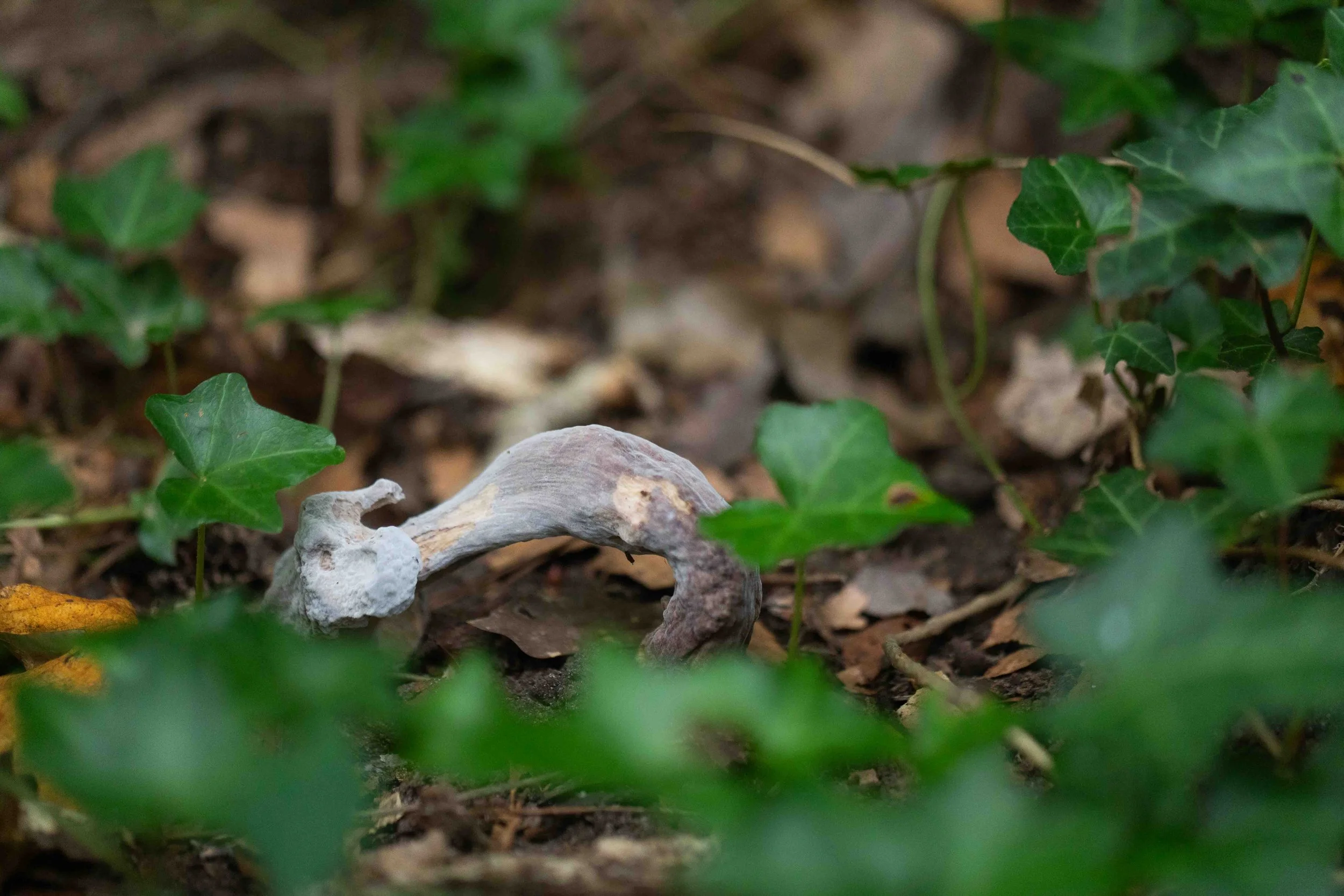 Bolete Mold