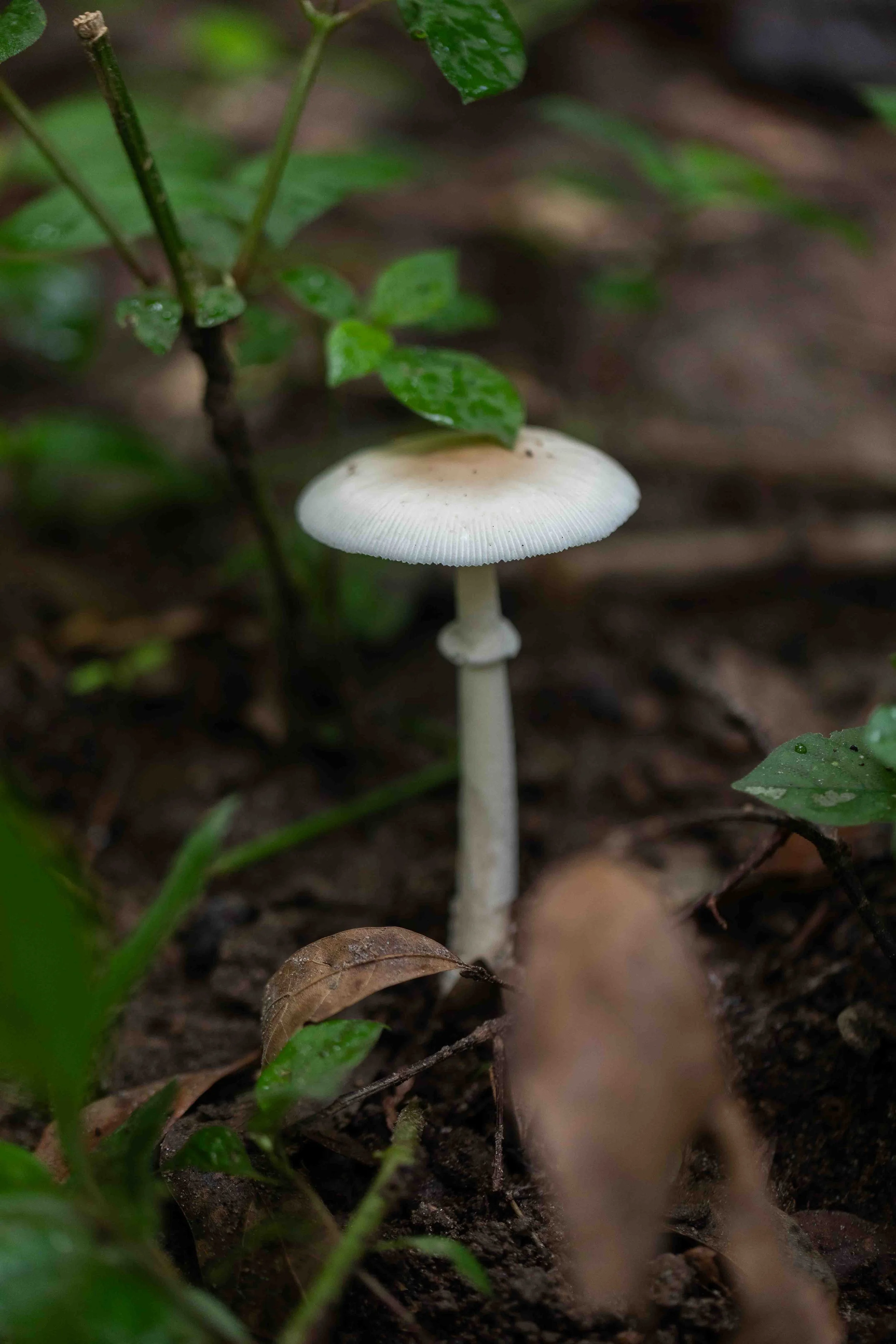 Amanita spp.