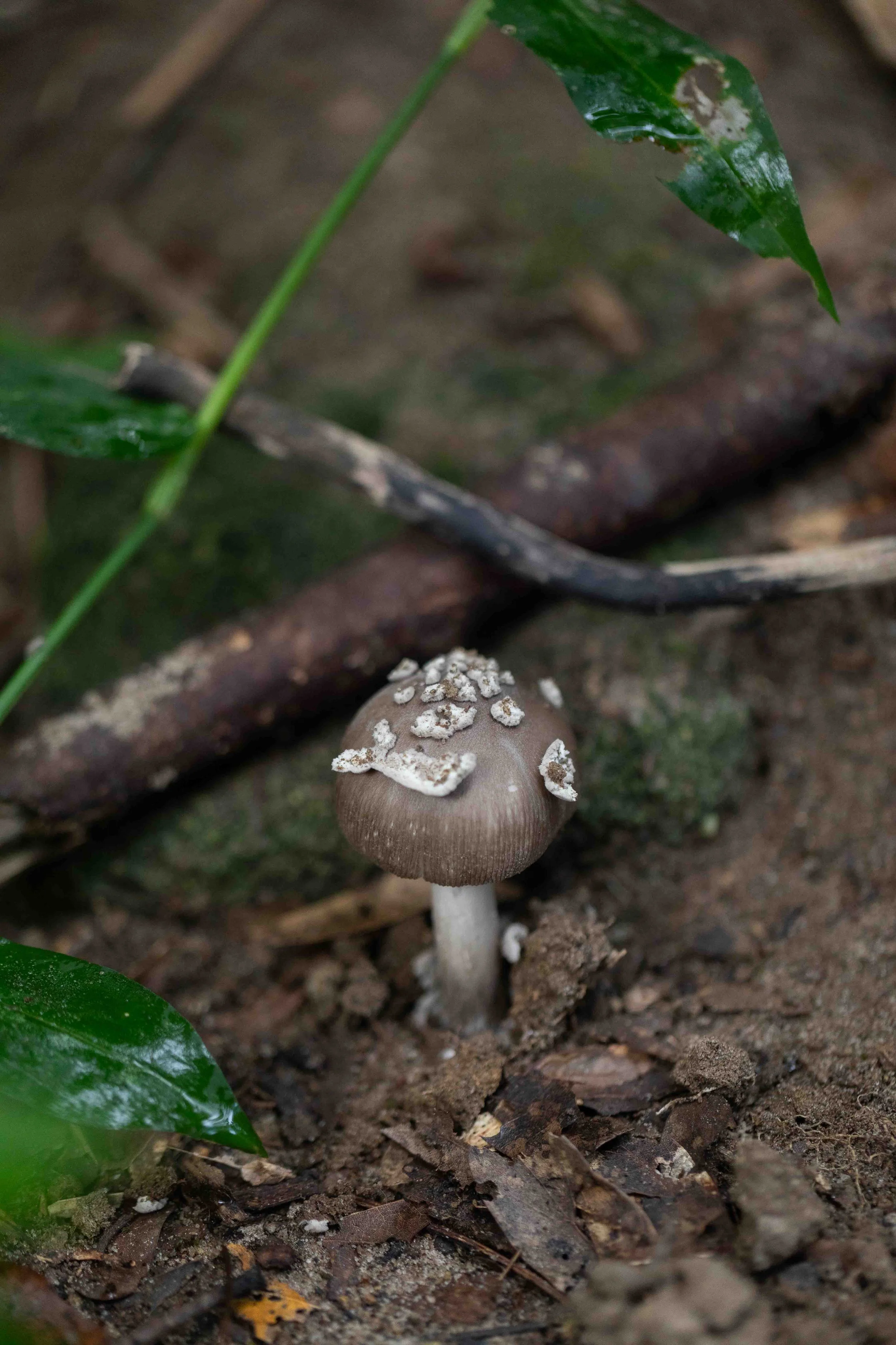 Amanita spp.