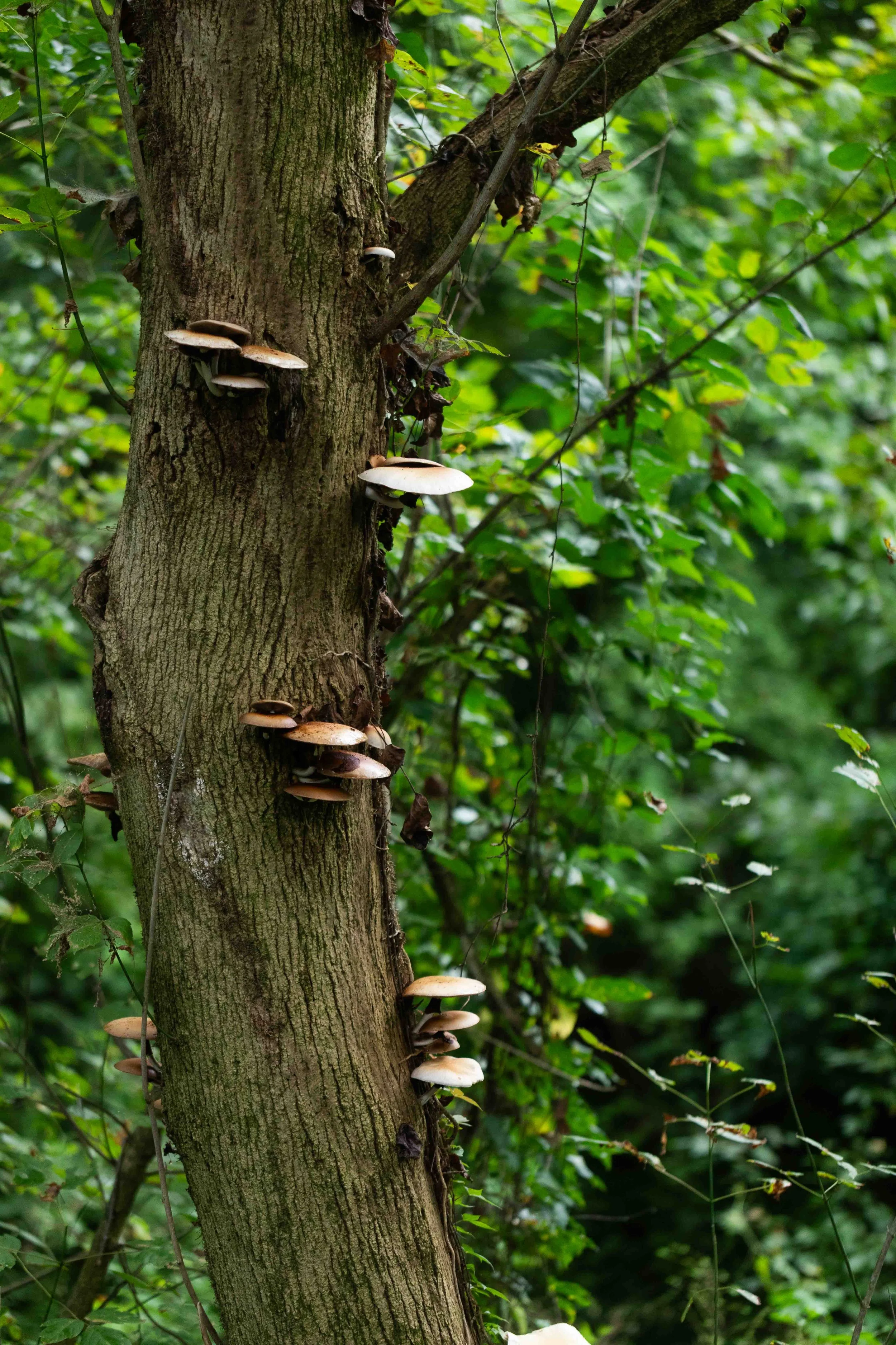 Gregarious Group of Mushrooms
