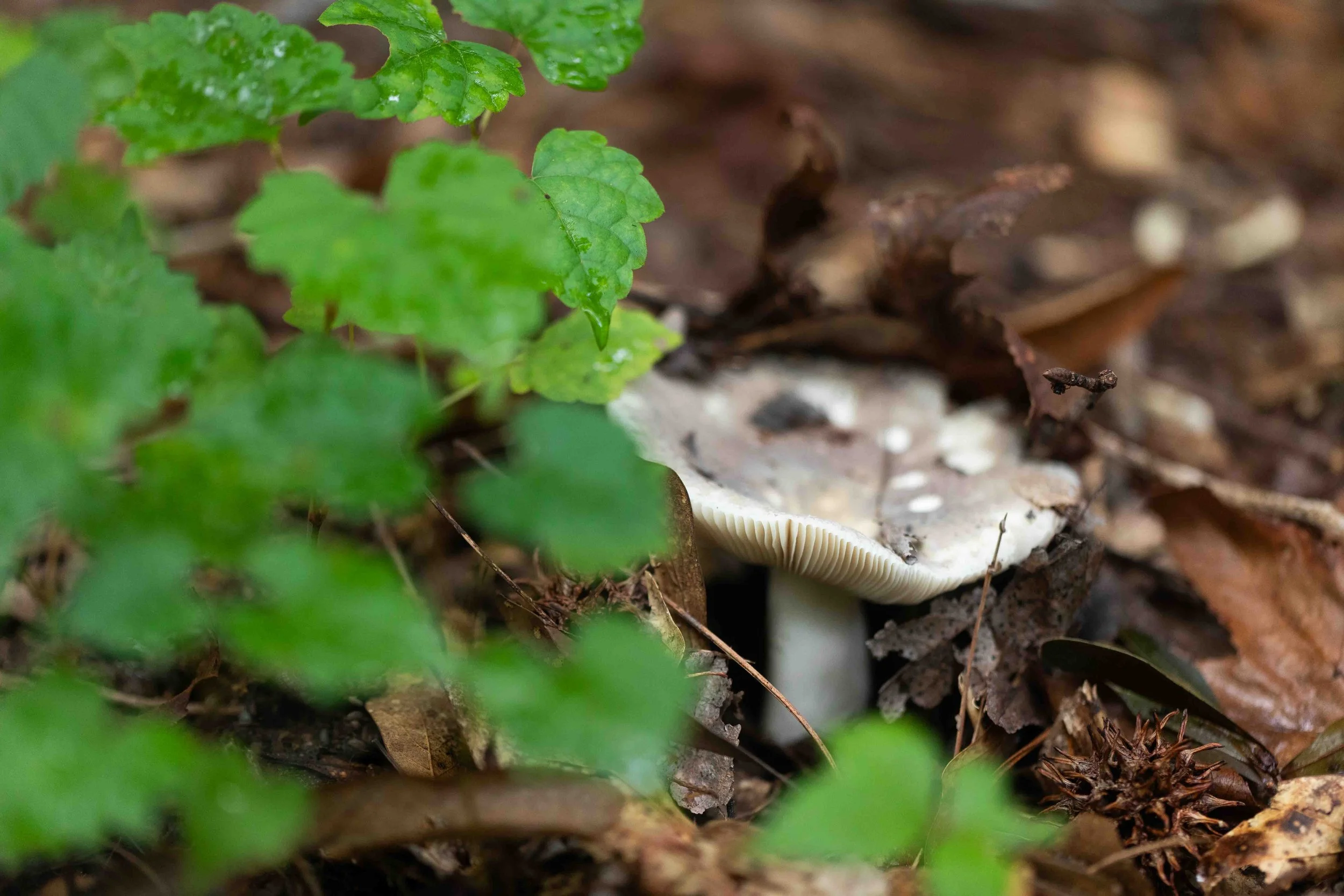 Russula spp.