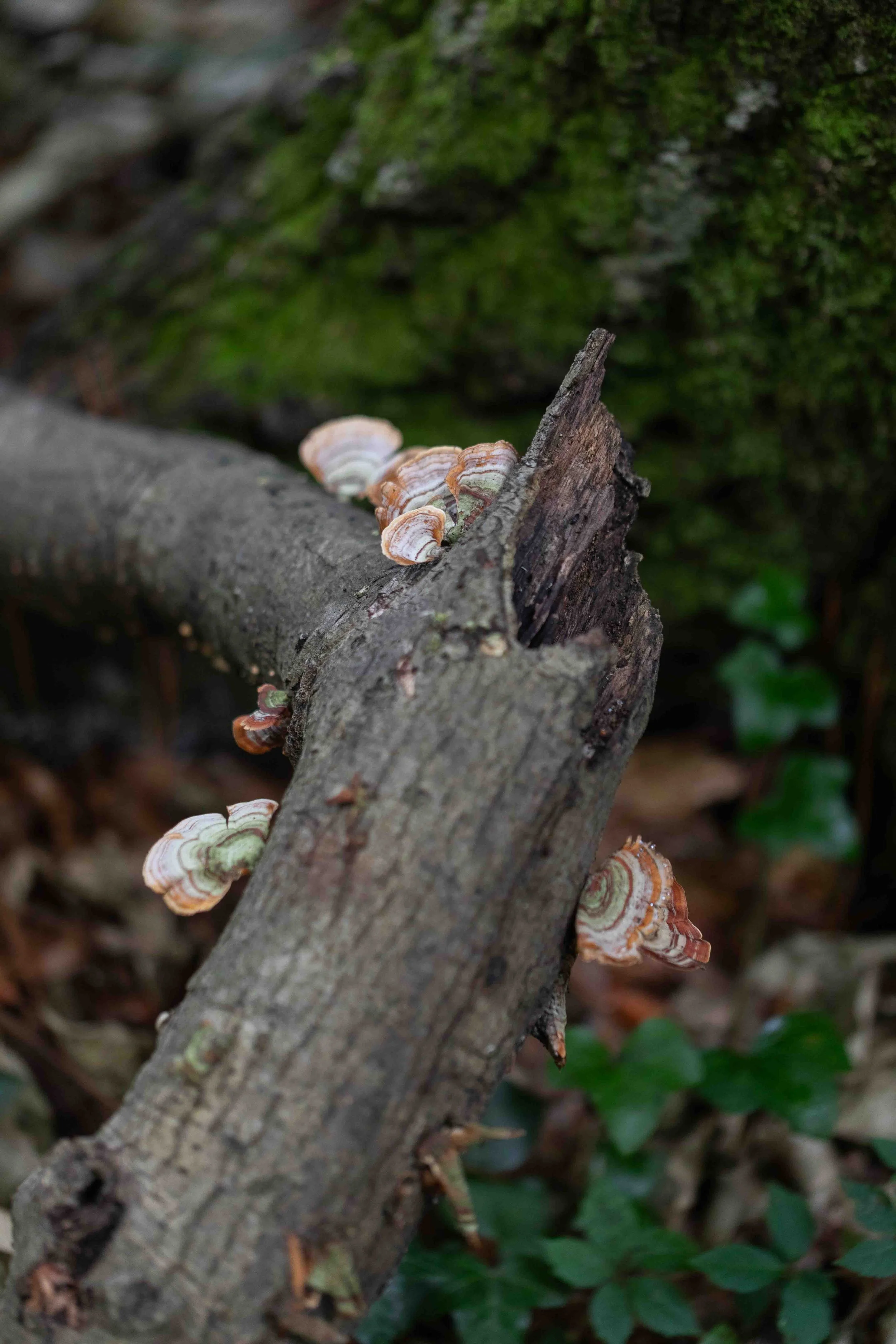 False Turkey Tail