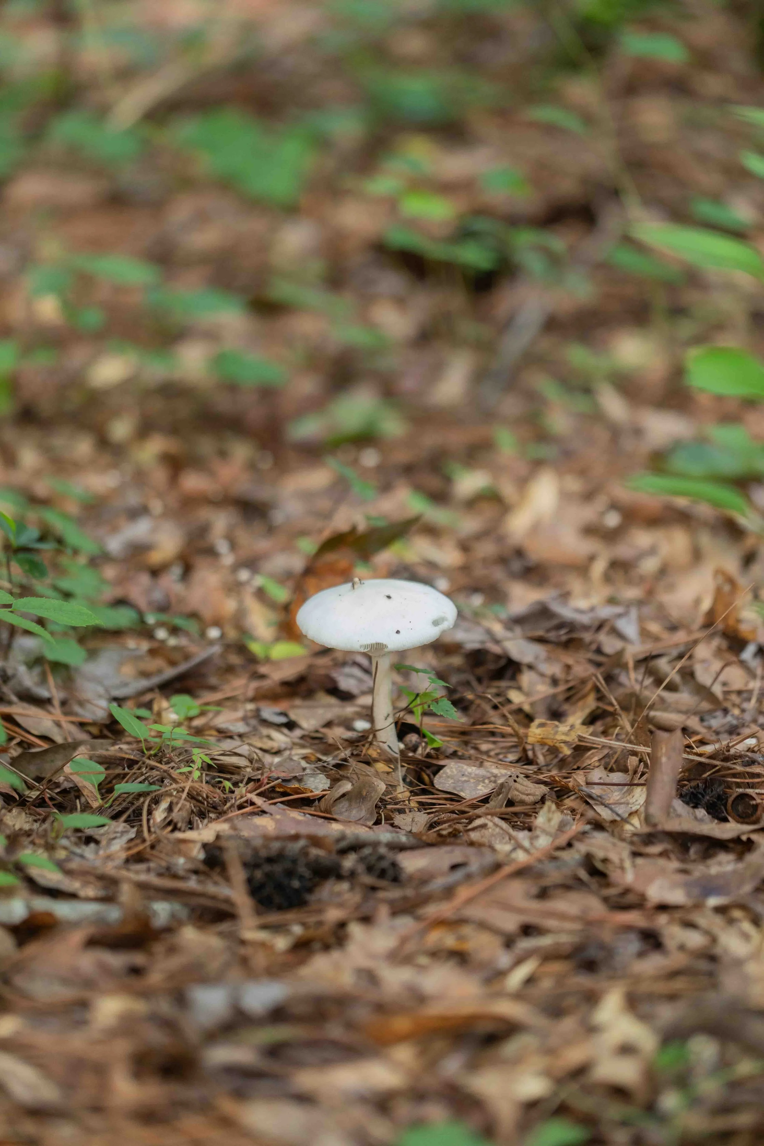 Destroying Angel