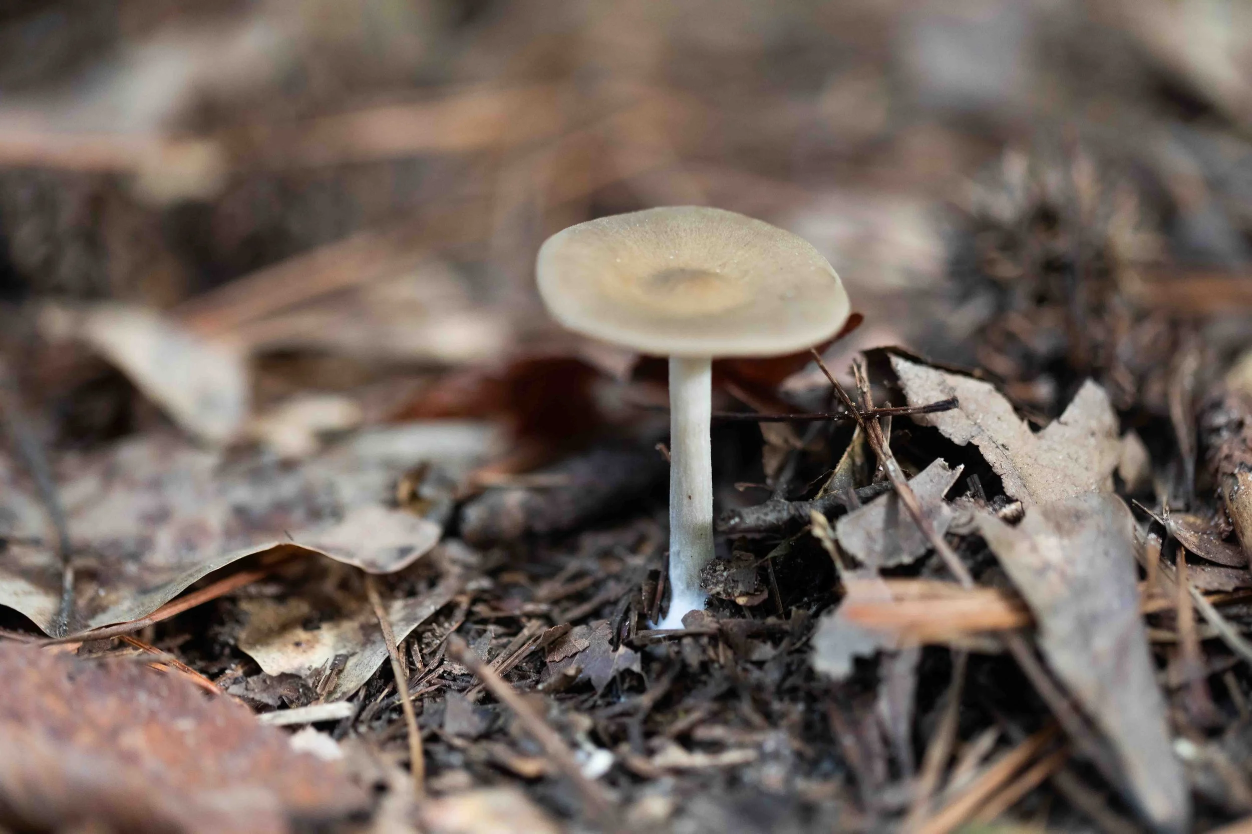 Unknown Fungi